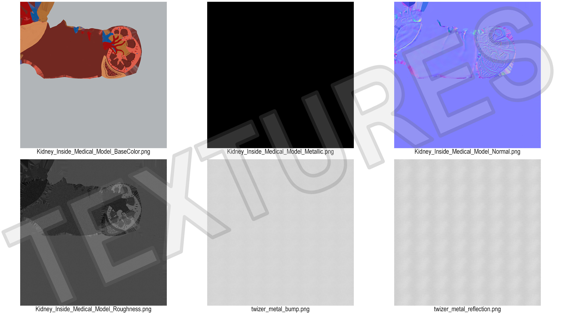 Medical Anatomical Kidney Human for 3D Print 3D model