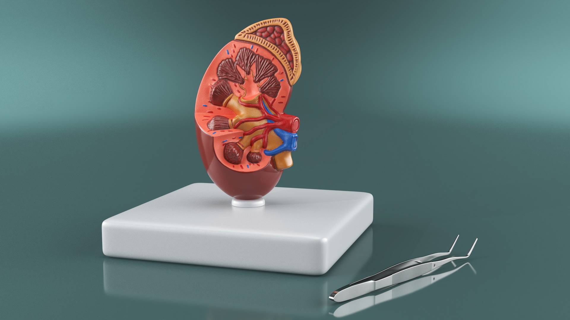 Medical Anatomical Kidney Human for 3D Print 3D model