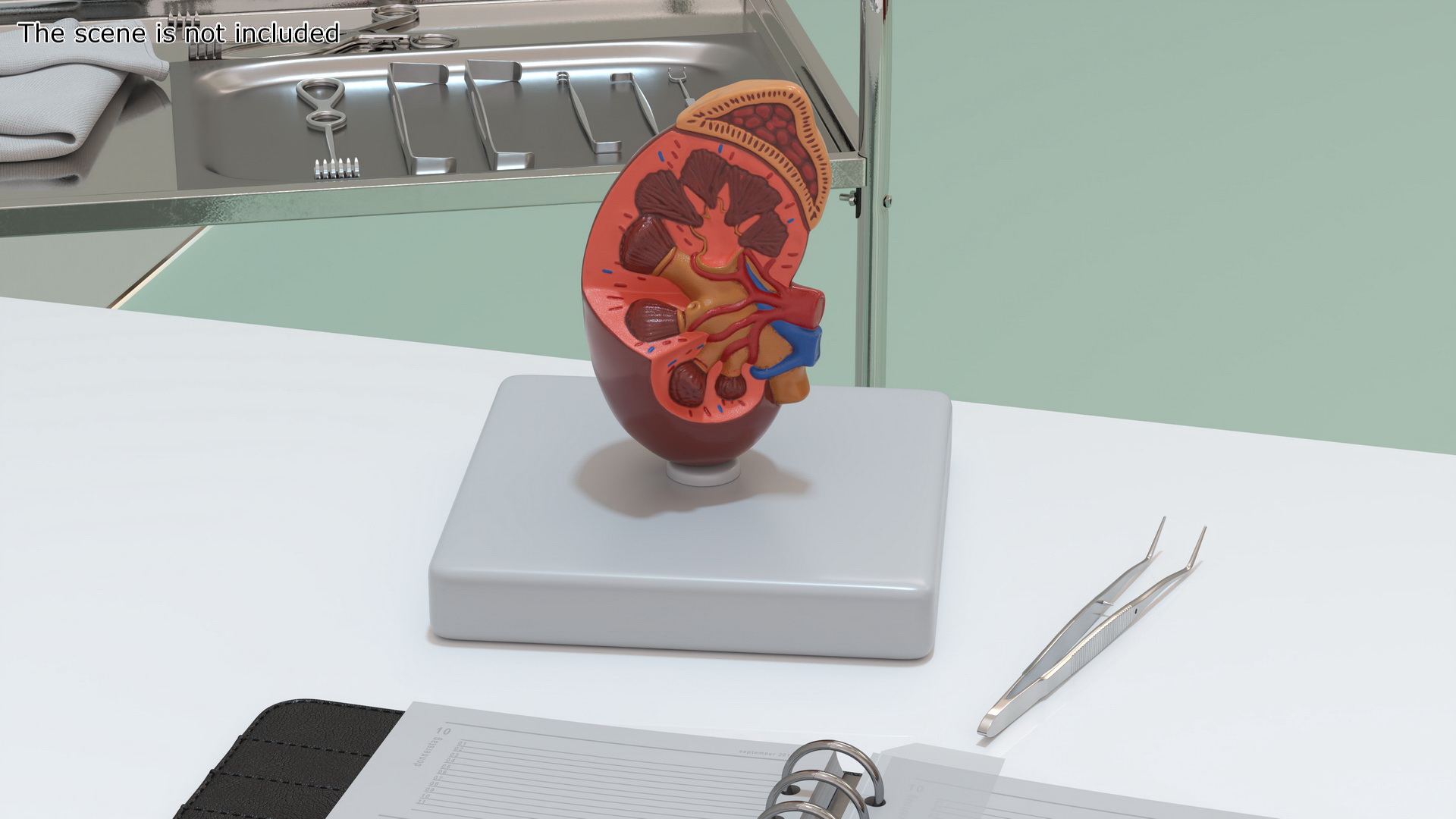 Medical Anatomical Kidney Human for 3D Print 3D model
