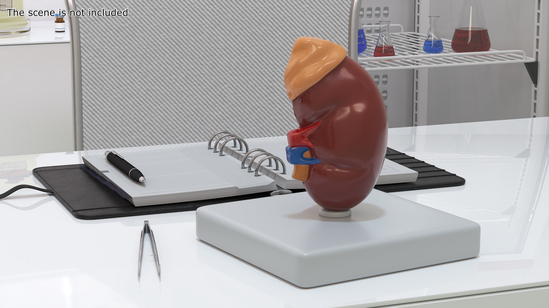 Medical Anatomical Kidney Human for 3D Print 3D model