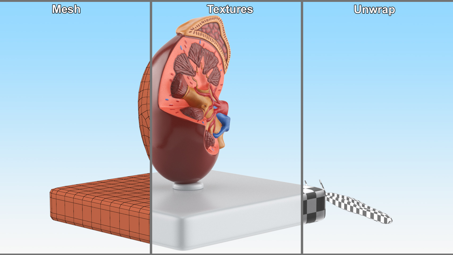Medical Anatomical Kidney Human for 3D Print 3D model