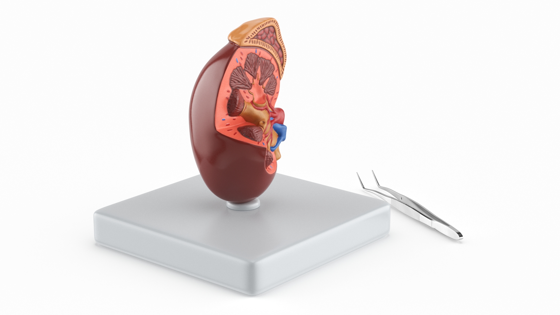 Medical Anatomical Kidney Human for 3D Print 3D model