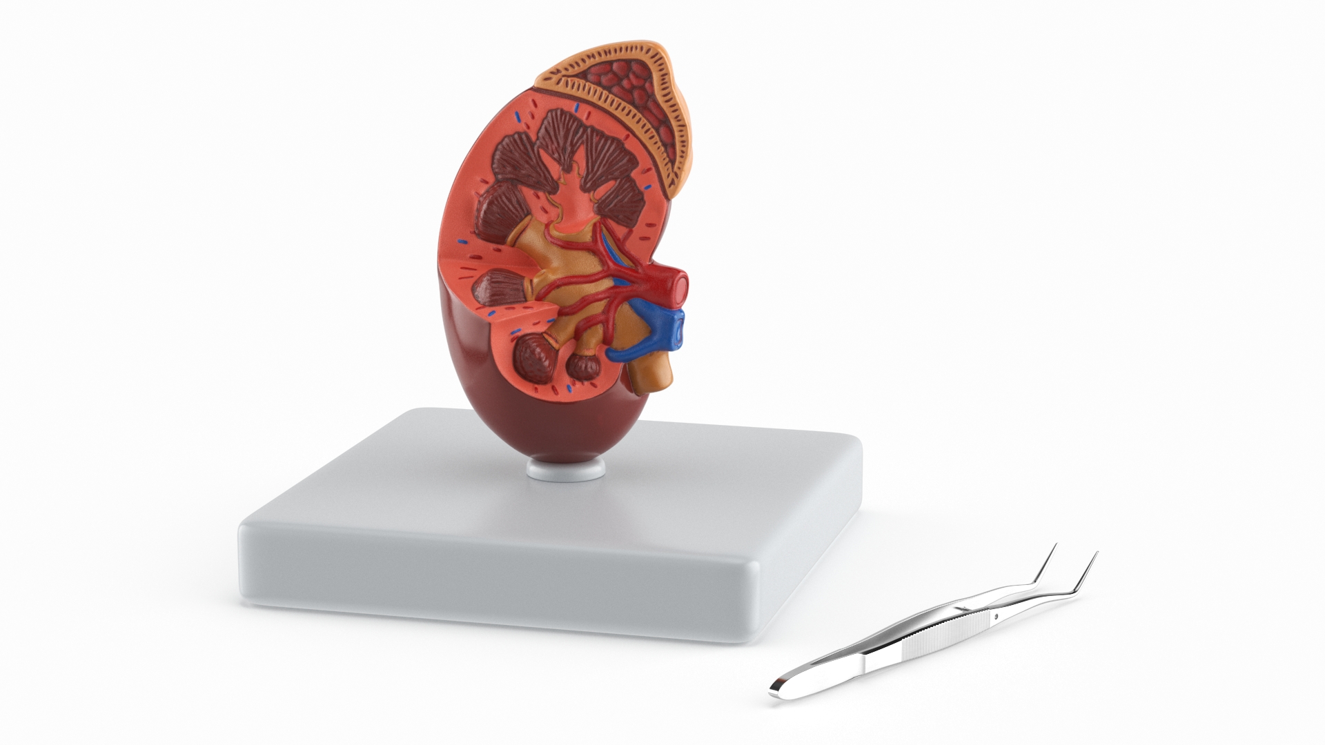 Medical Anatomical Kidney Human for 3D Print 3D model