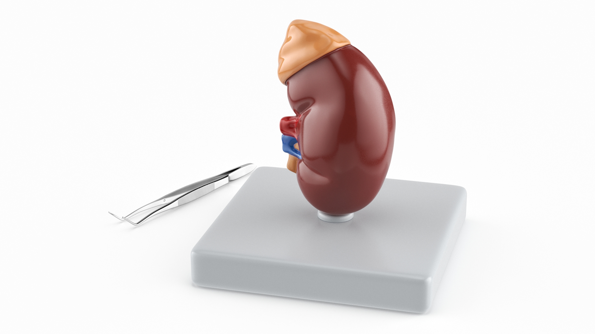 Medical Anatomical Kidney Human for 3D Print 3D model