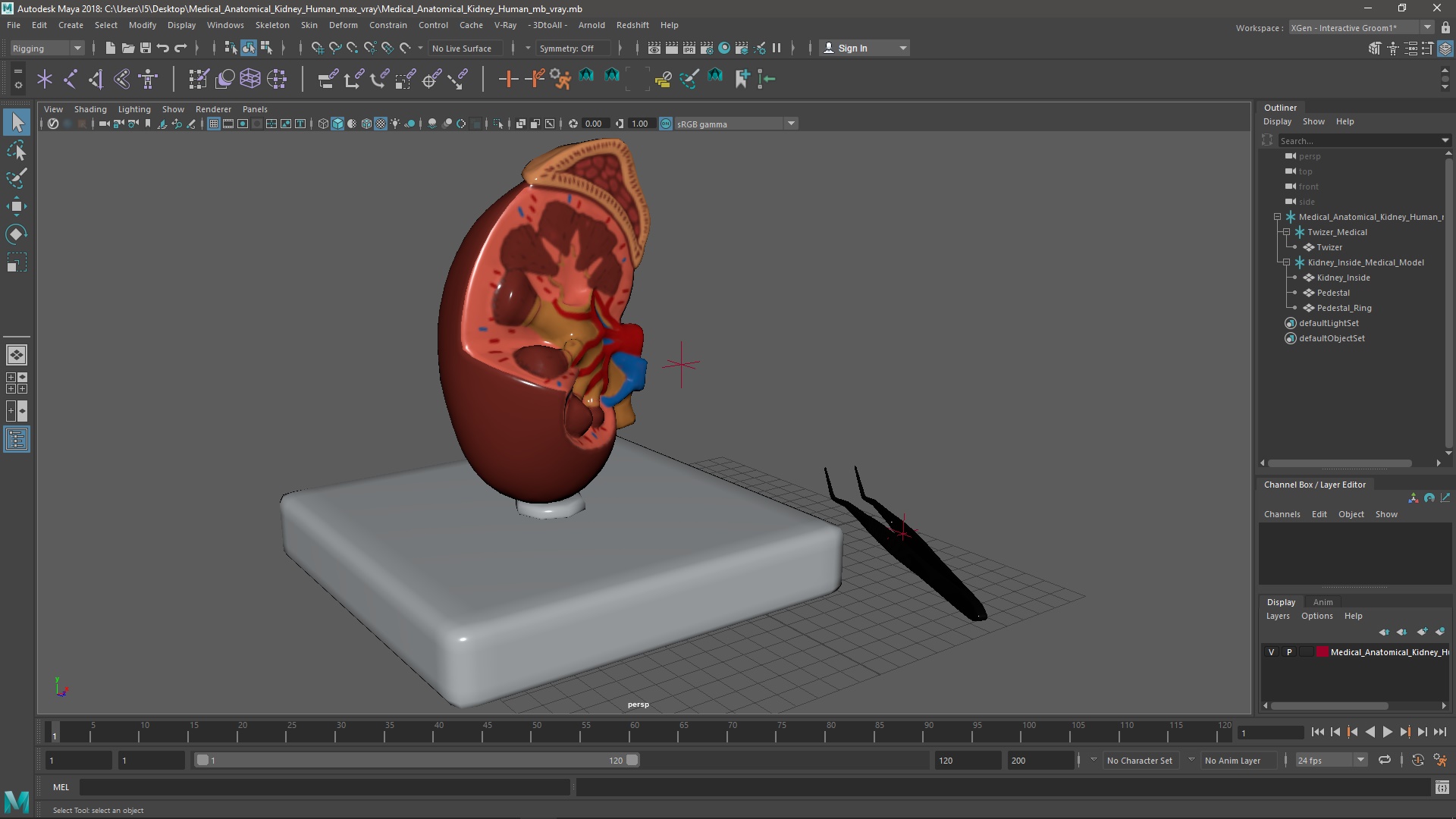 Medical Anatomical Kidney Human for 3D Print 3D model