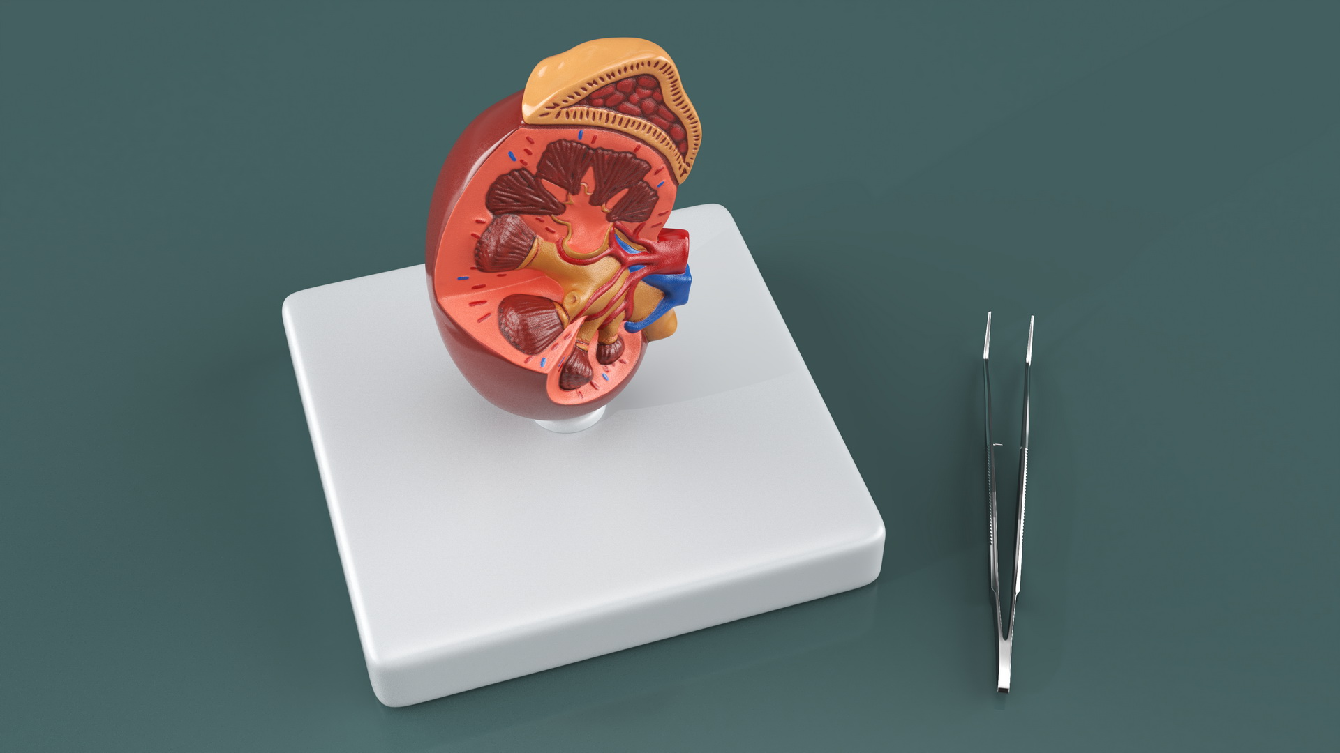 Medical Anatomical Kidney Human for 3D Print 3D model