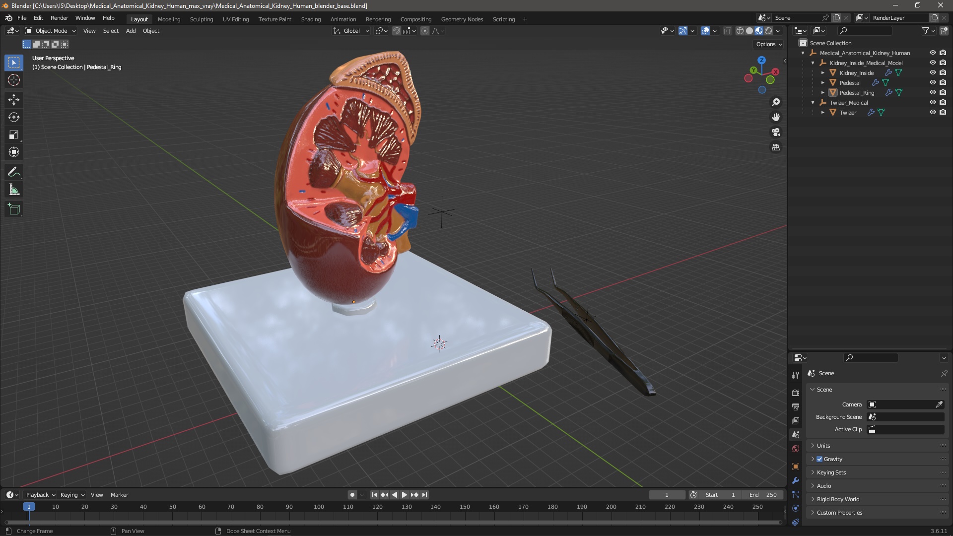 Medical Anatomical Kidney Human for 3D Print 3D model