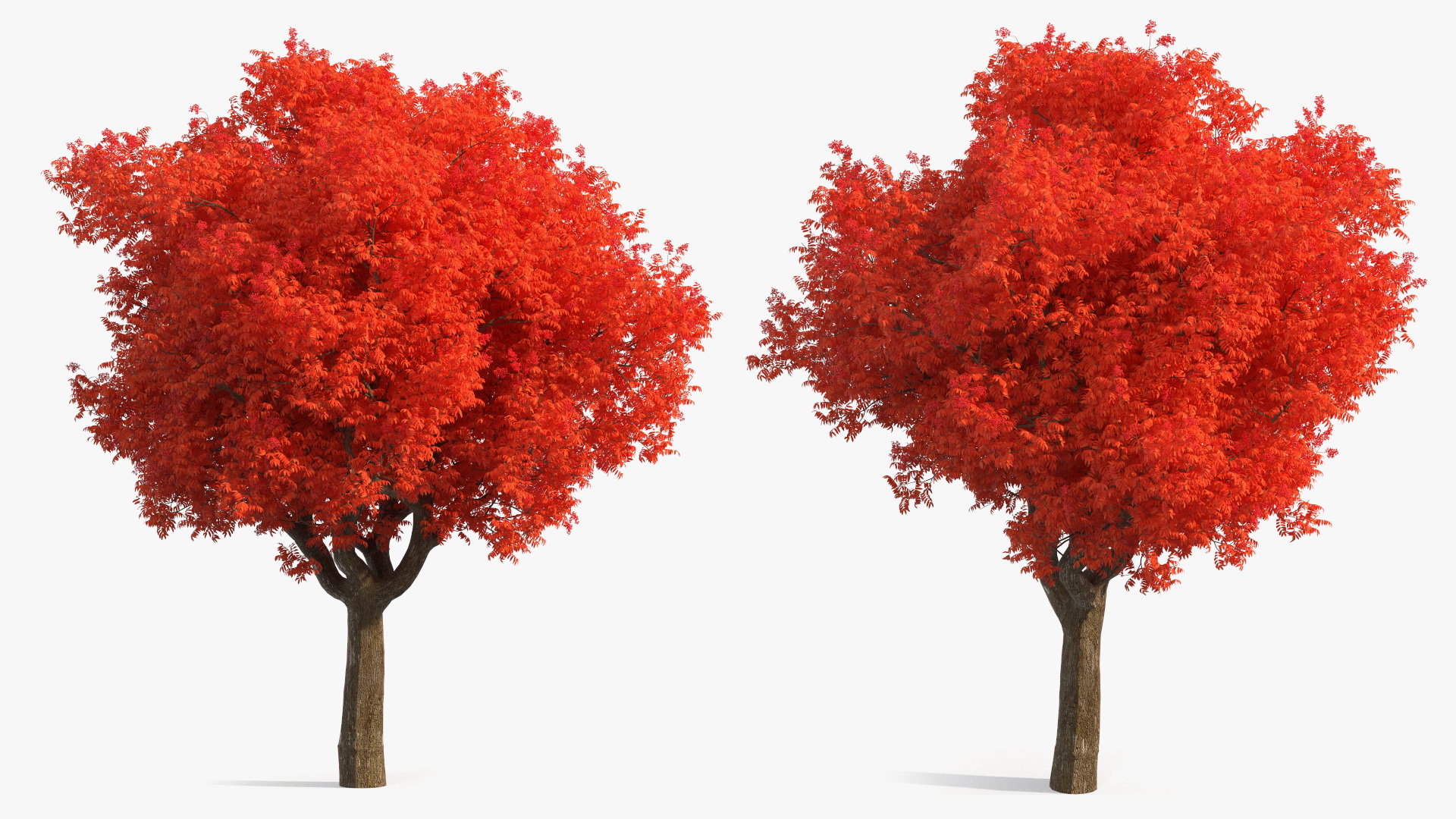 Red Push Pistache 3D