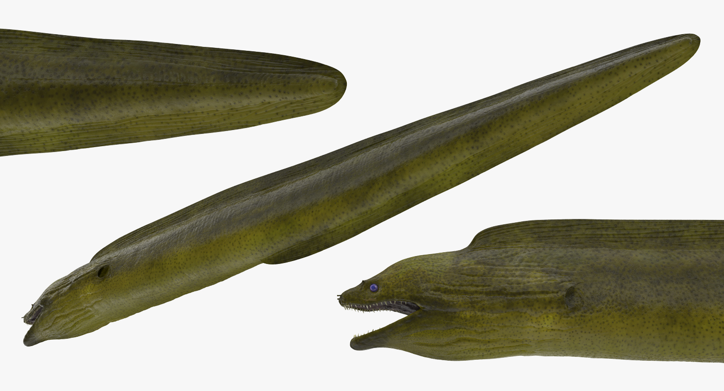 3D model Murena