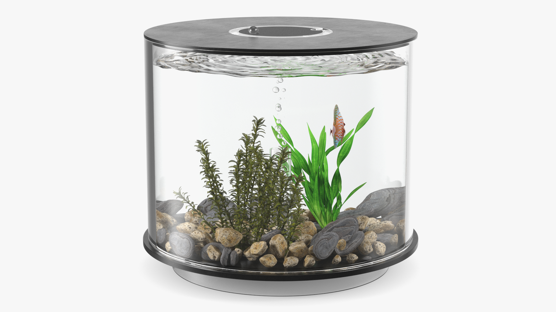 Black Cylinder Fish Tank 3D model