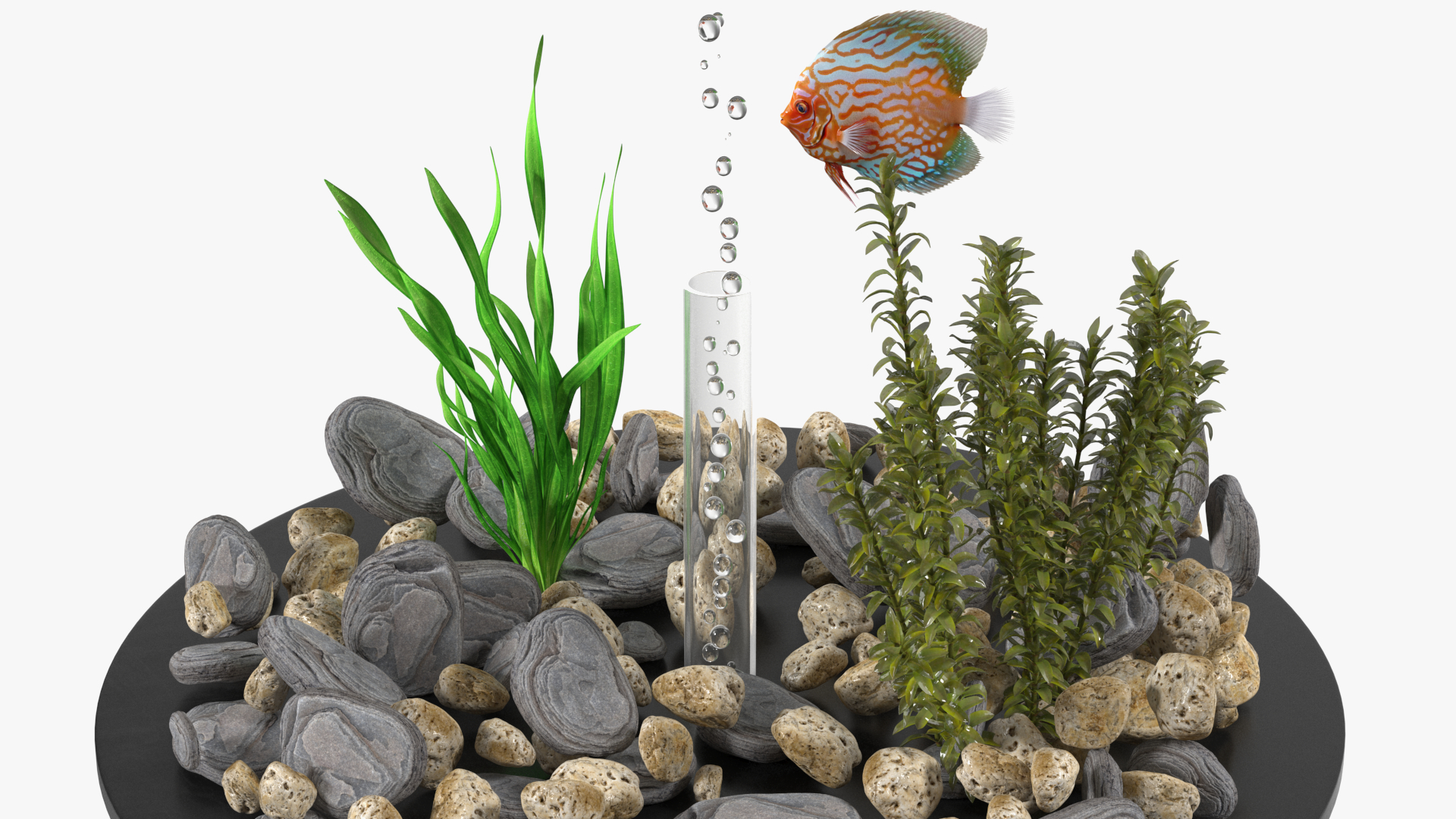 Black Cylinder Fish Tank 3D model