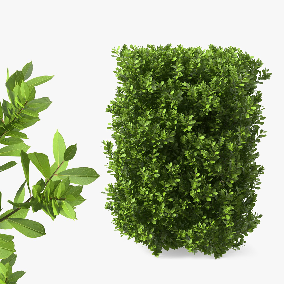 Laurus Nobilis Shrub