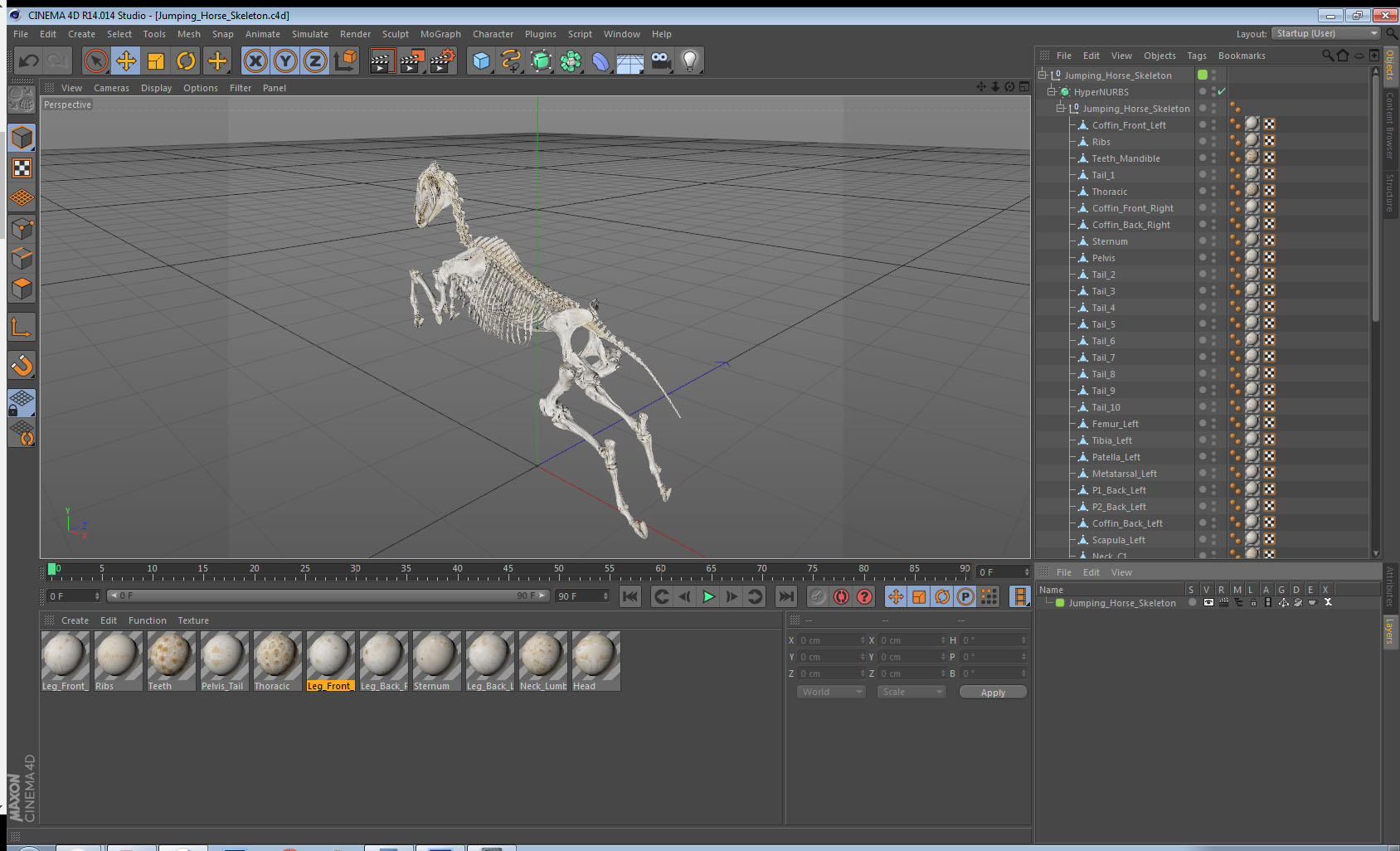 Jumping Horse Skeleton 3D