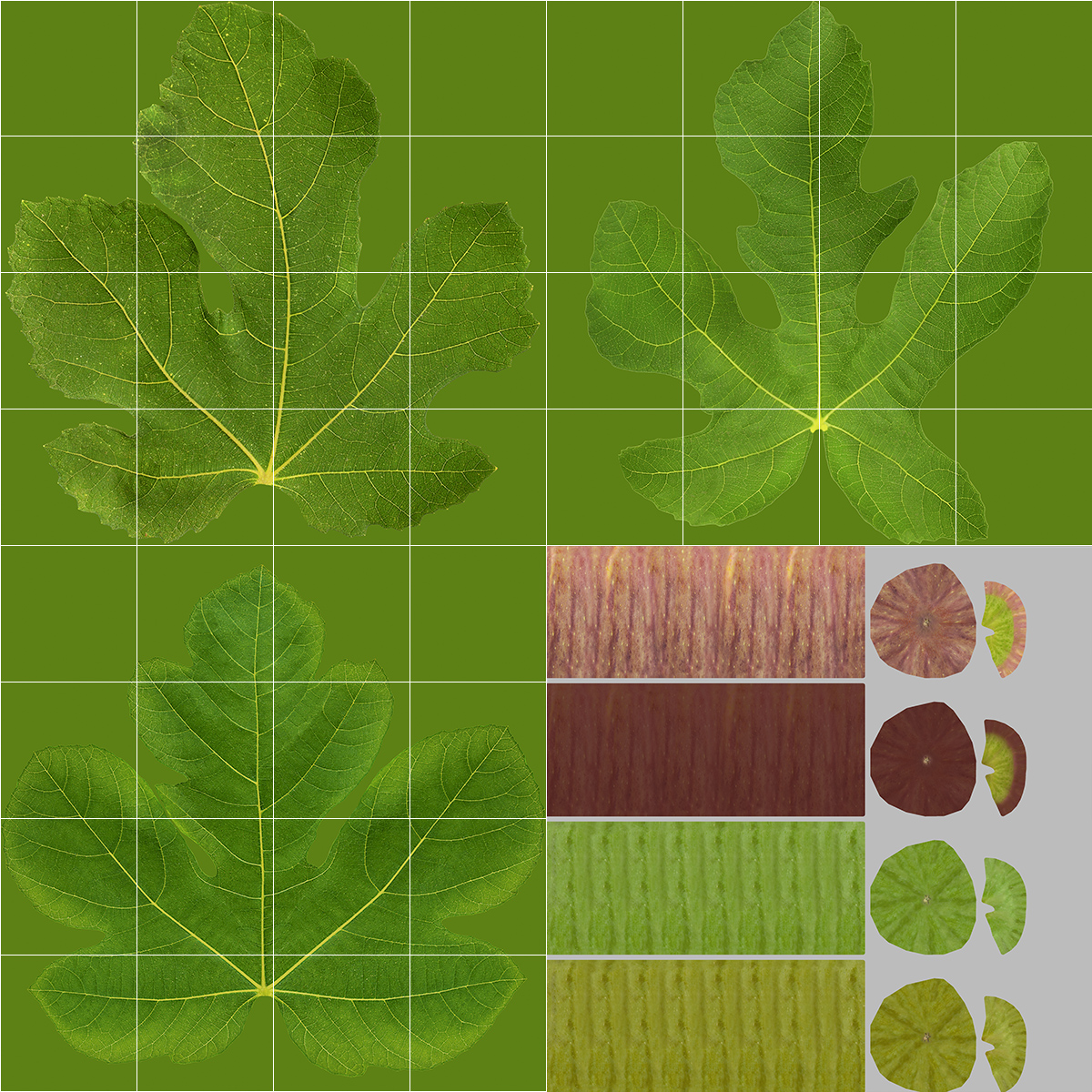 3D Fig Tree Two Trunks with Fruits