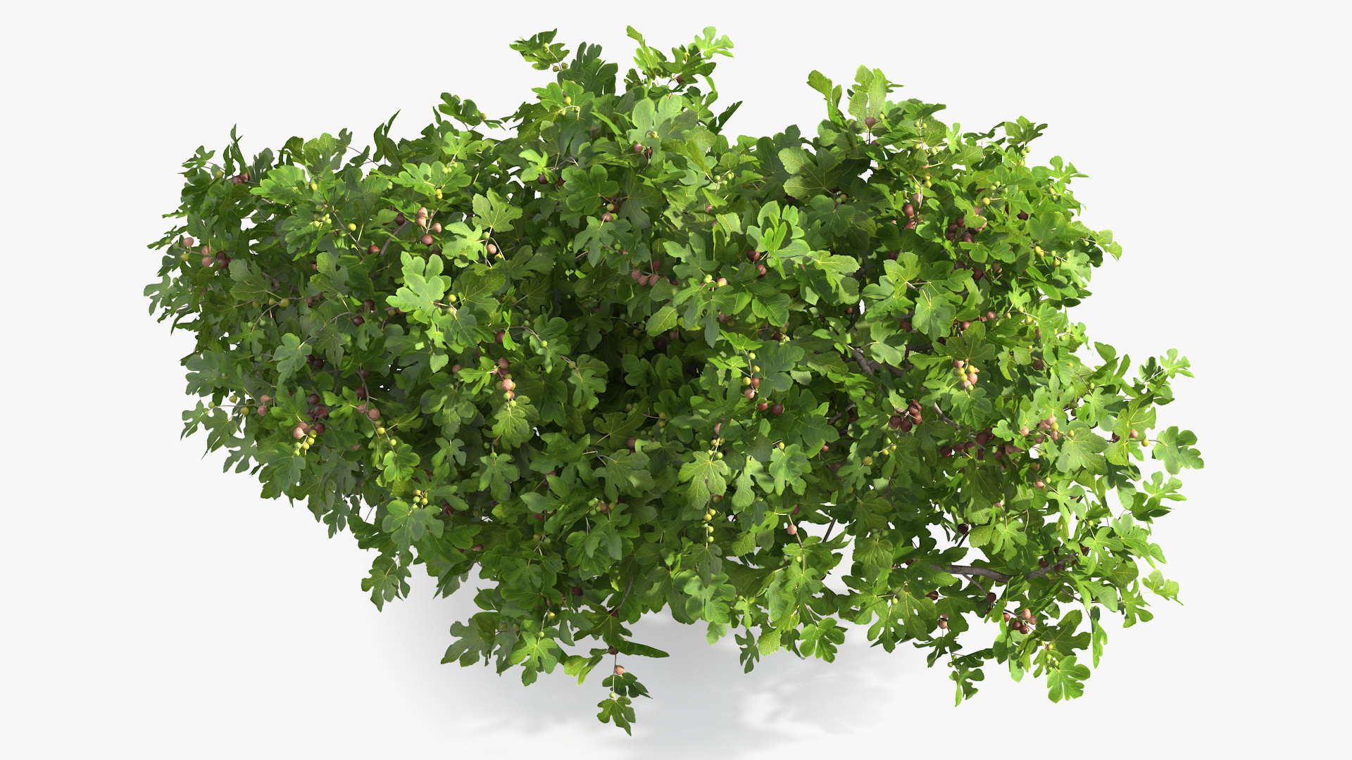 3D Fig Tree Two Trunks with Fruits
