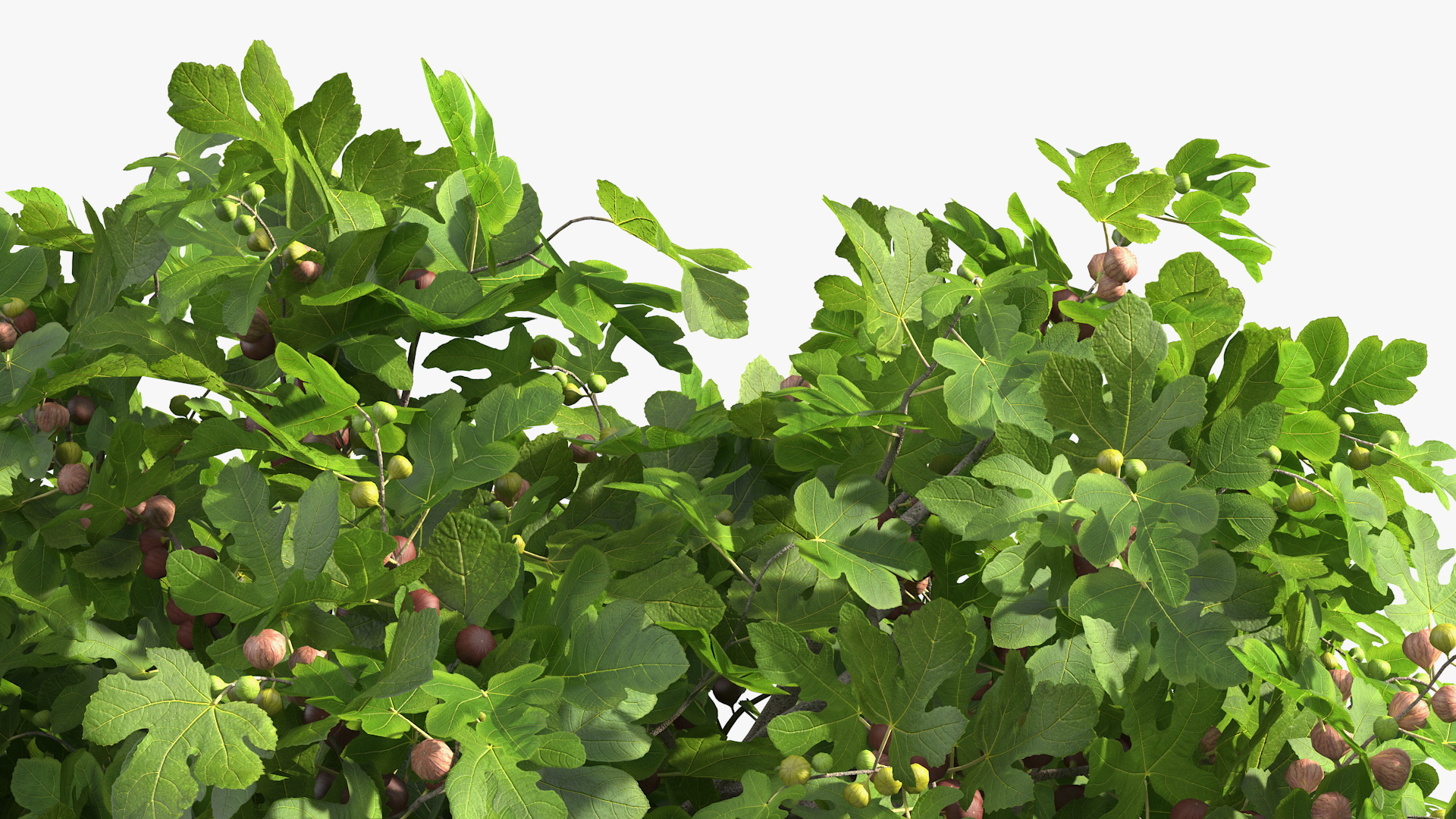 3D Fig Tree Two Trunks with Fruits