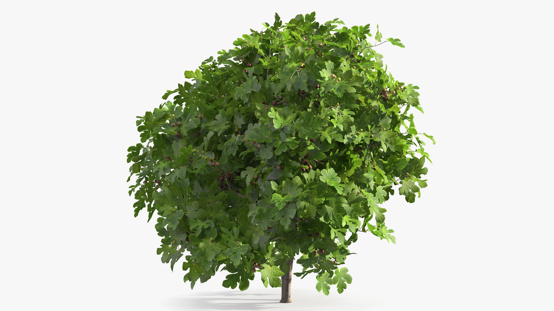 3D Fig Tree Two Trunks with Fruits