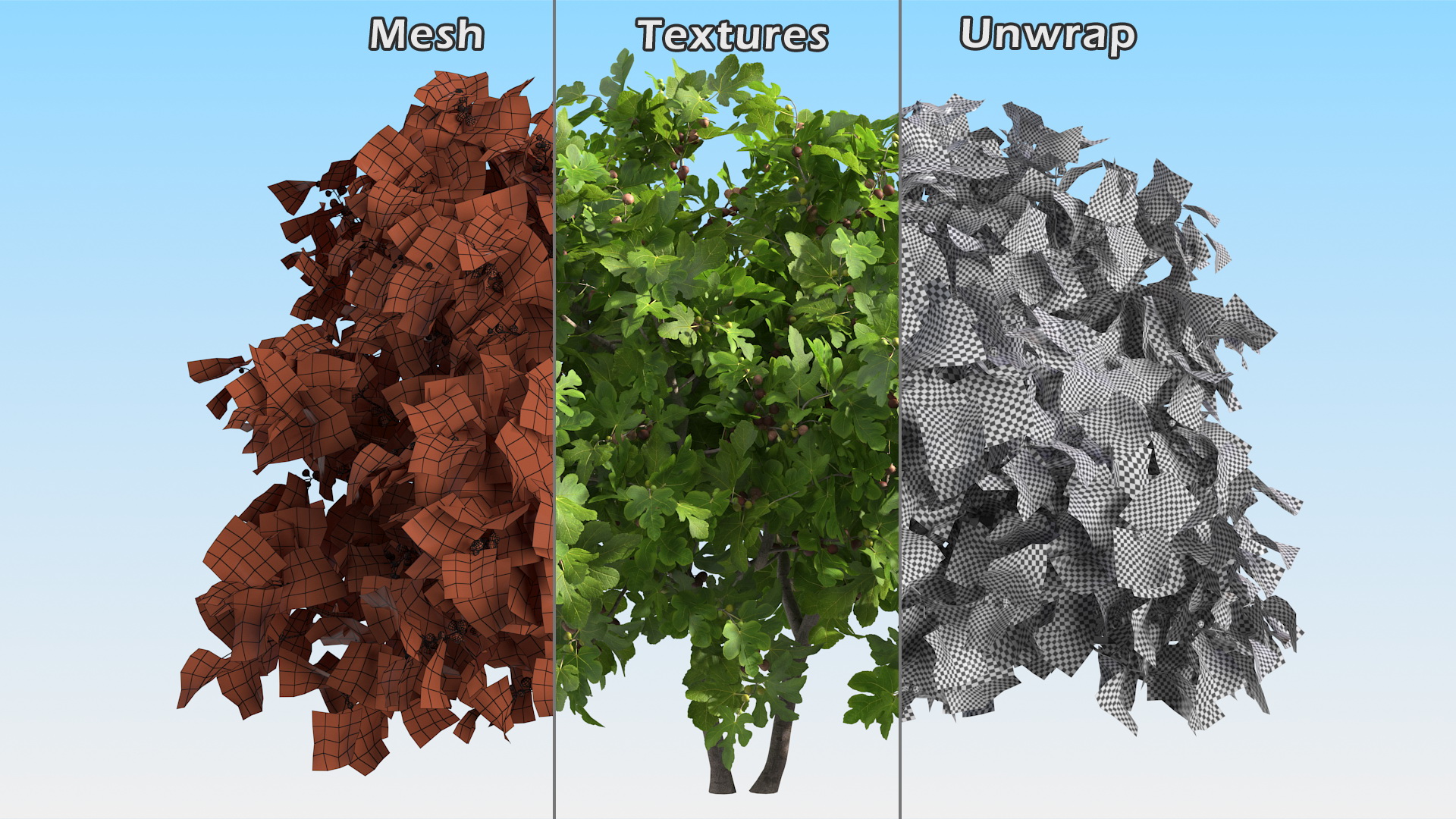 3D Fig Tree Two Trunks with Fruits