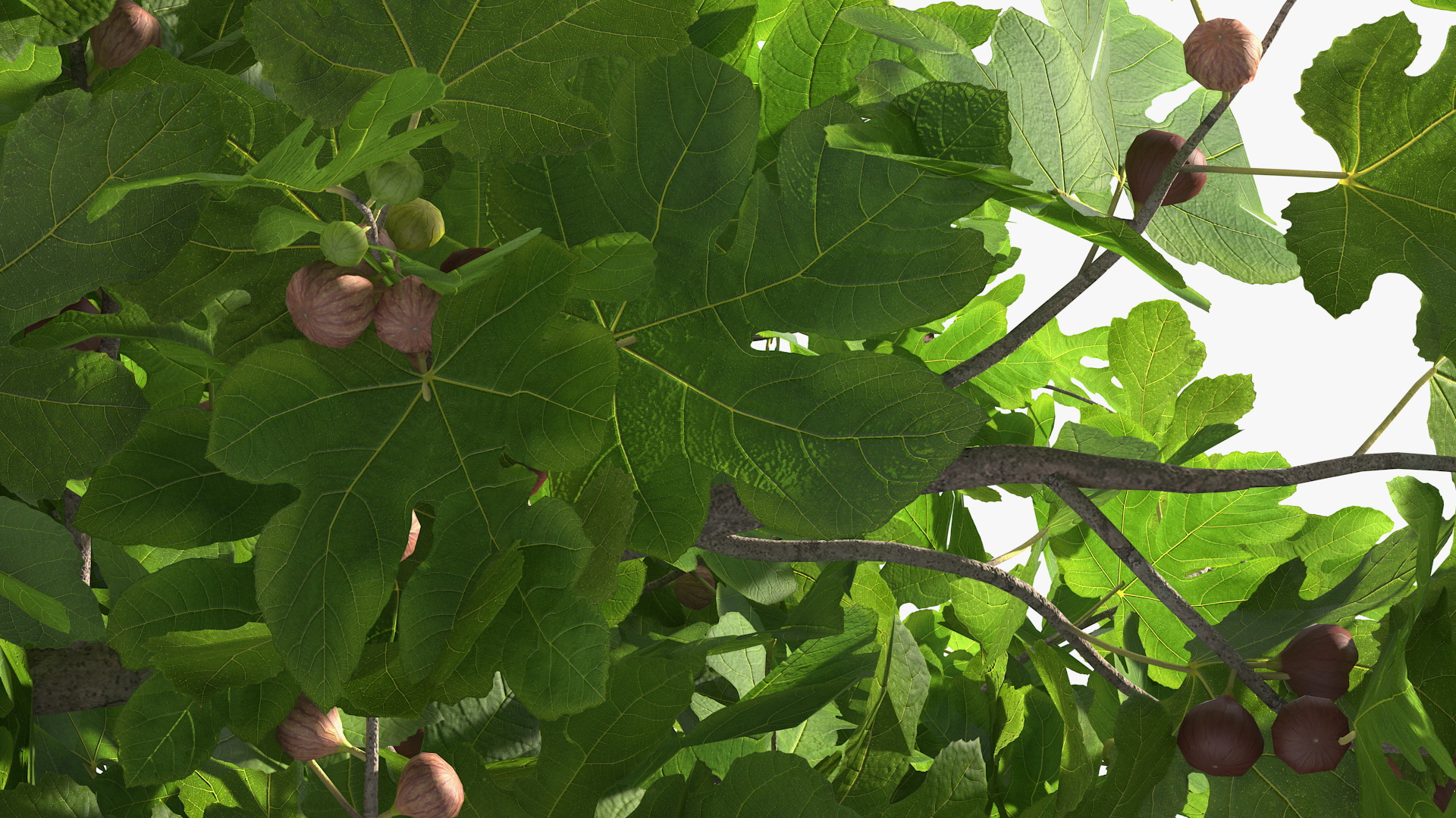 3D Fig Tree Two Trunks with Fruits