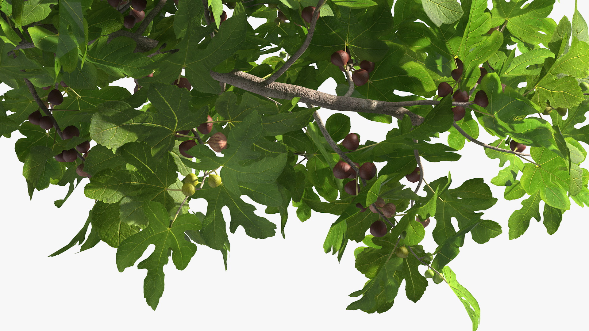 3D Fig Tree Two Trunks with Fruits
