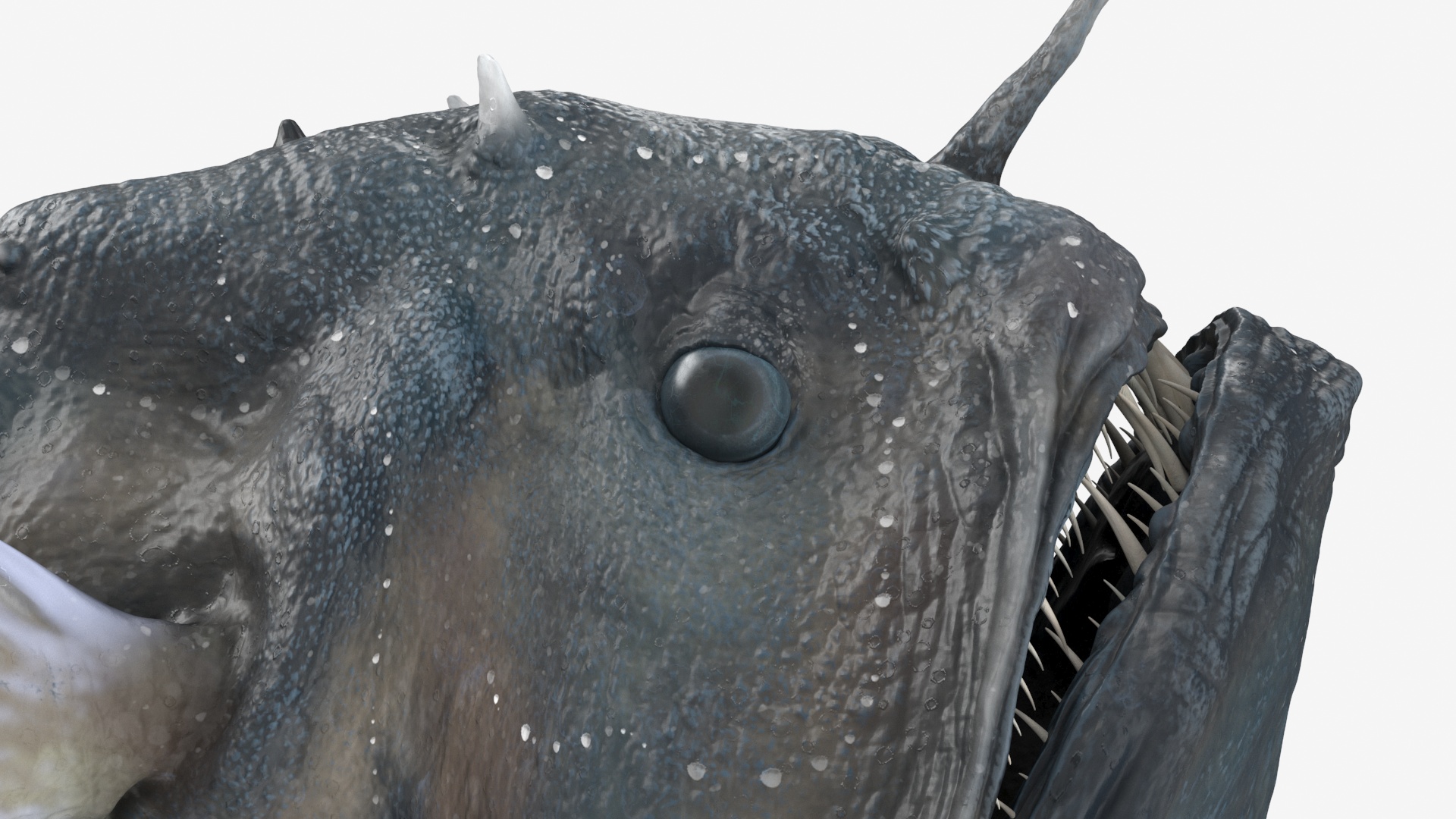 3D Anglerfish Rigged for Cinema 4D