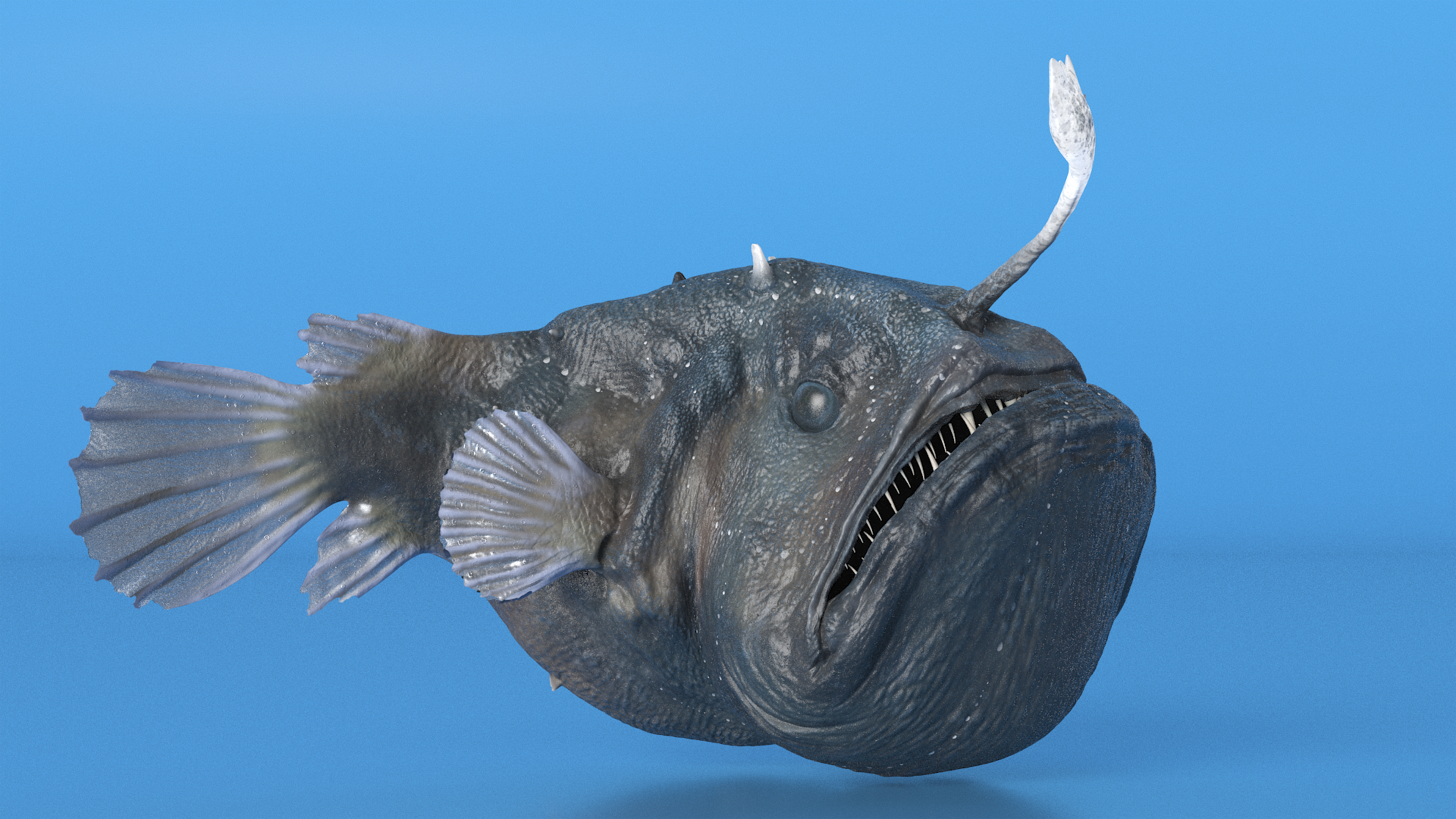 3D Anglerfish Rigged for Cinema 4D