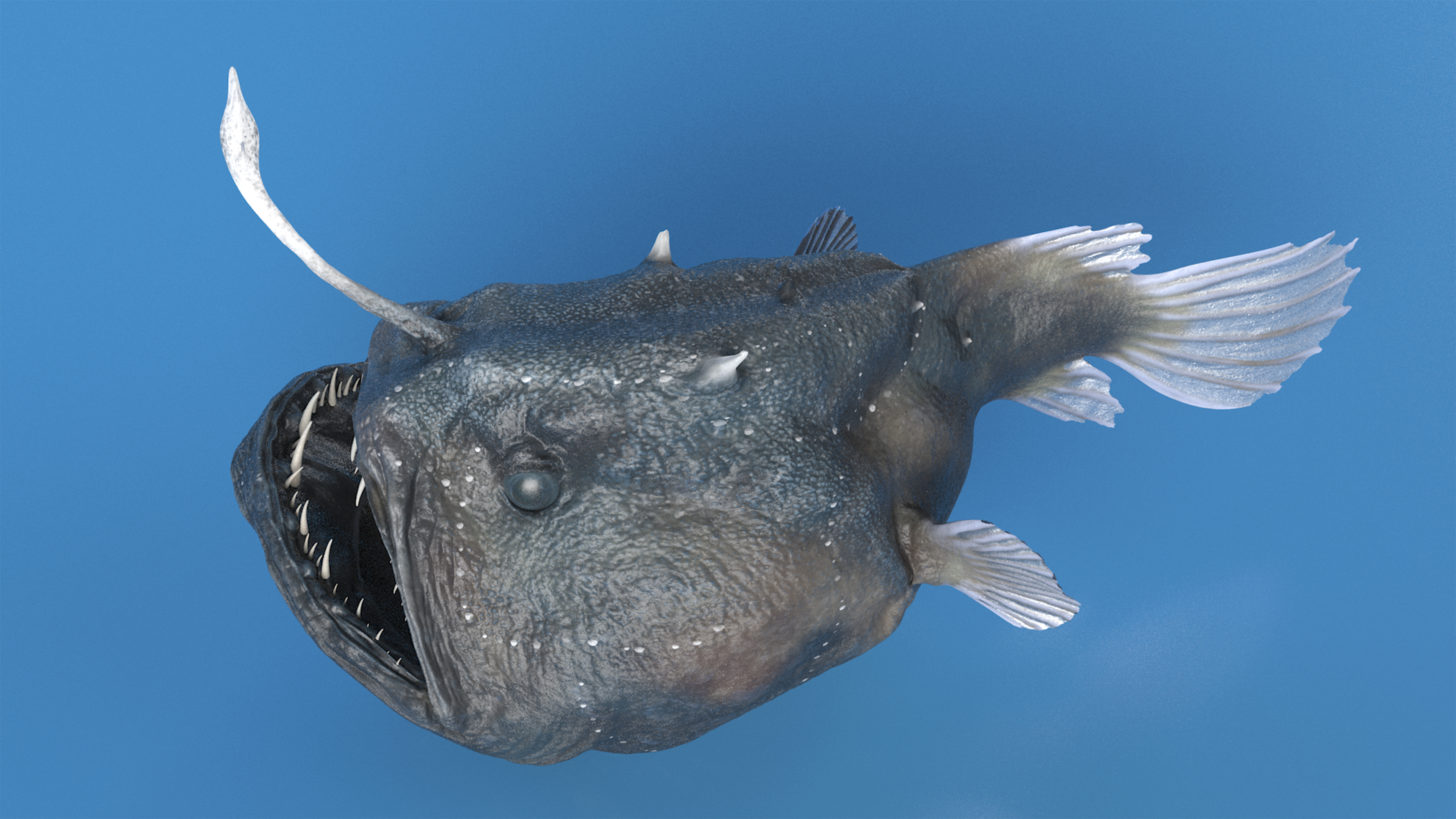 3D Anglerfish Rigged for Cinema 4D