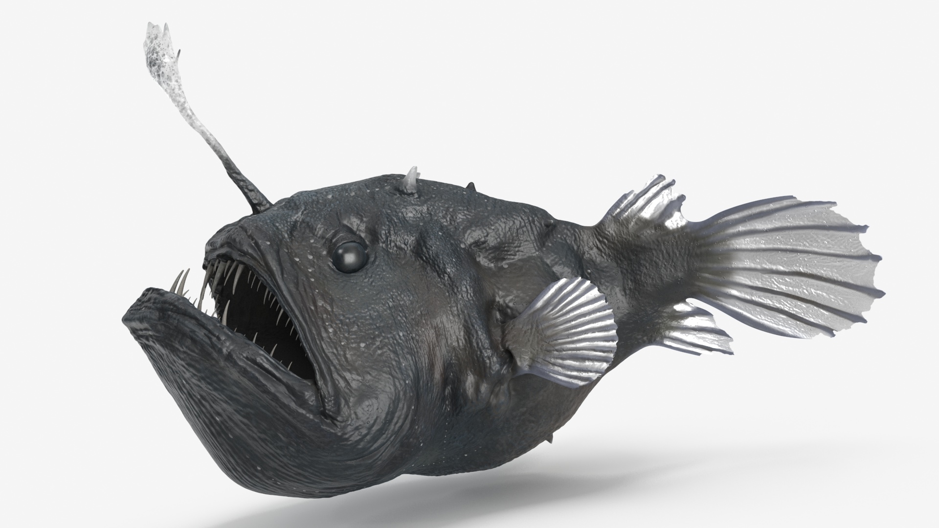 3D Anglerfish Rigged for Cinema 4D