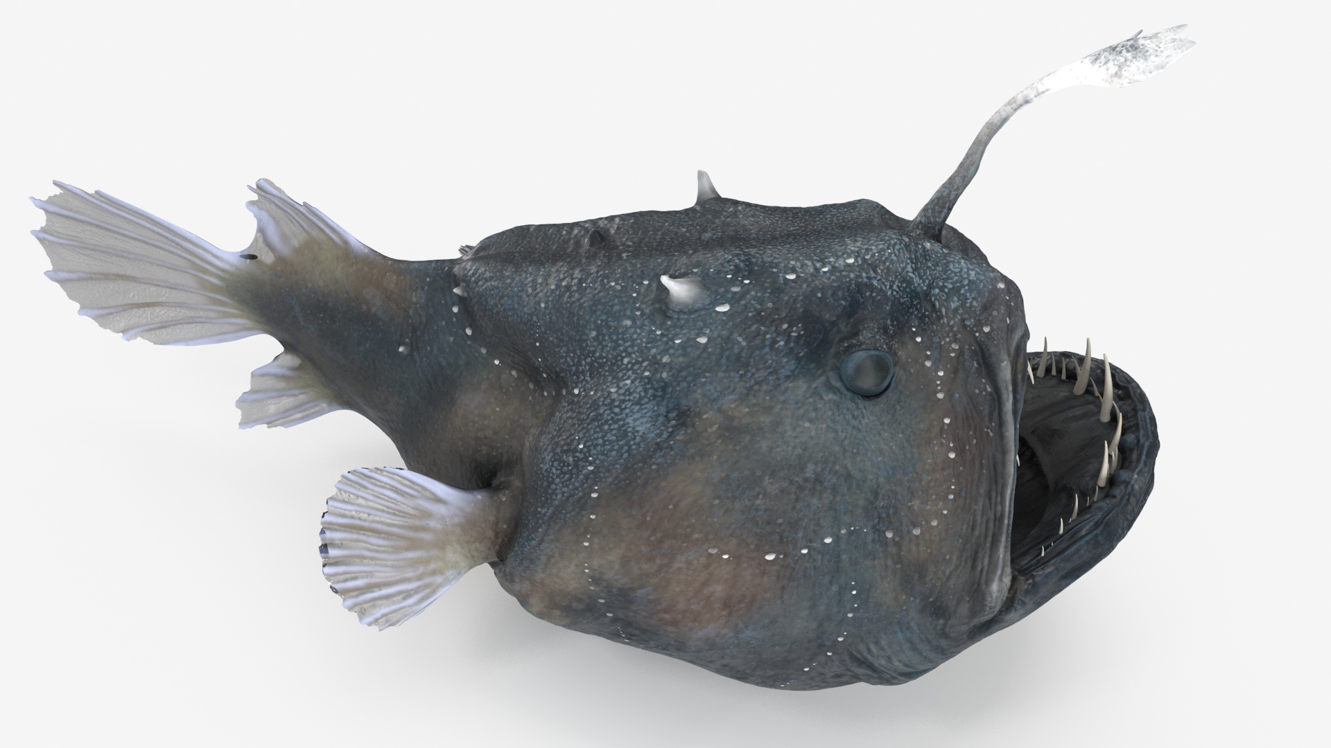 3D Anglerfish Rigged for Cinema 4D