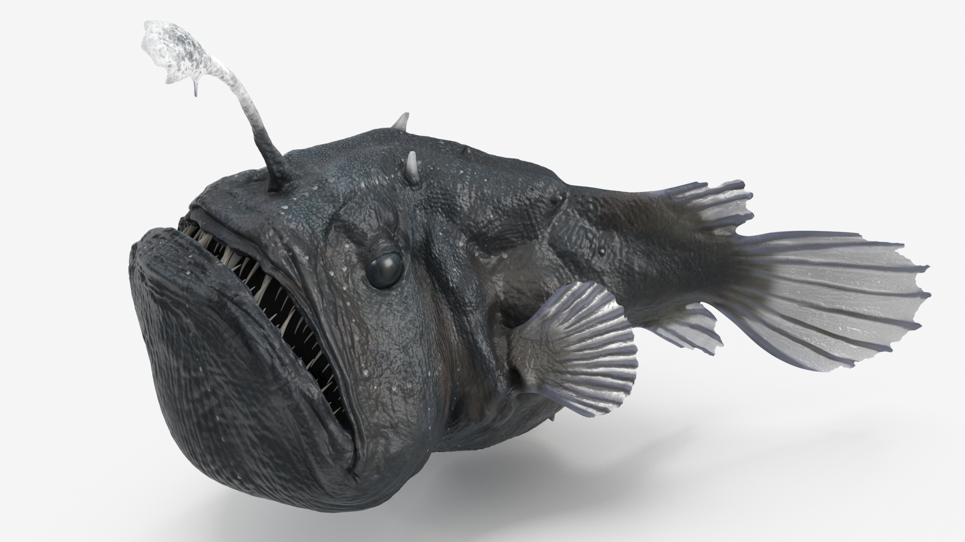 3D Anglerfish Rigged for Cinema 4D