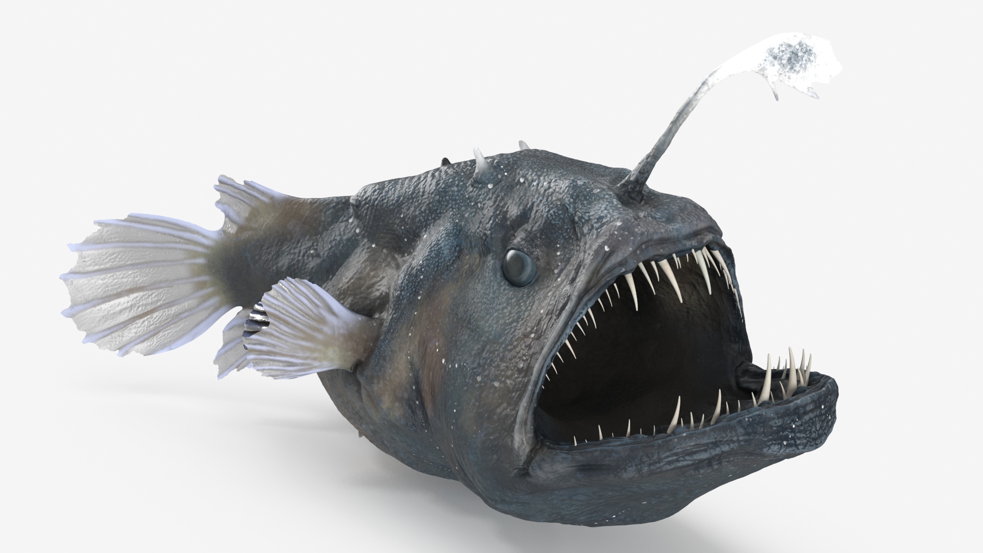 3D Anglerfish Rigged for Cinema 4D