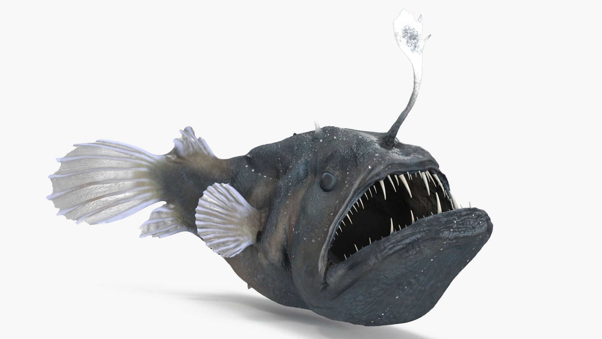 3D Anglerfish Rigged for Cinema 4D
