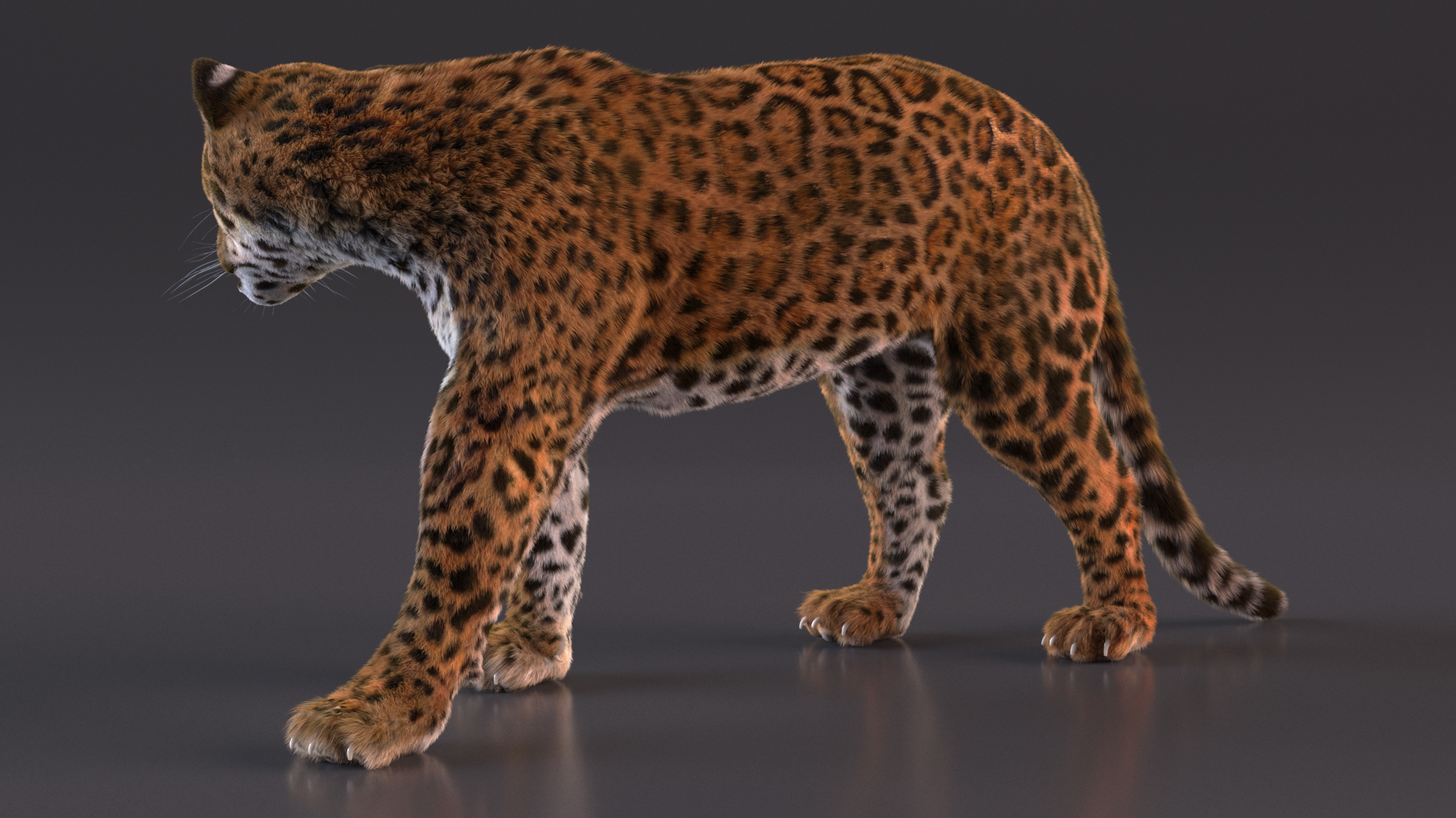 3D Jaguar Walking Pose Fur model
