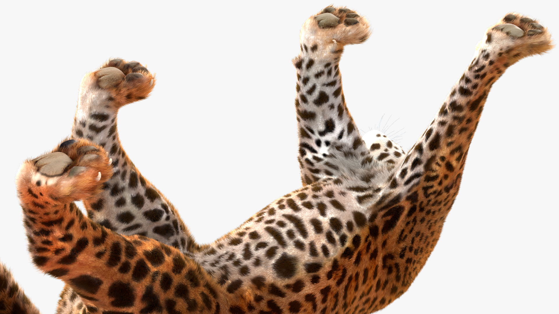 3D Jaguar Walking Pose Fur model