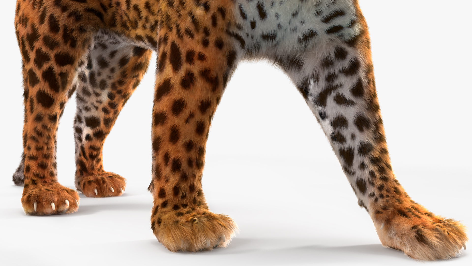 3D Jaguar Walking Pose Fur model