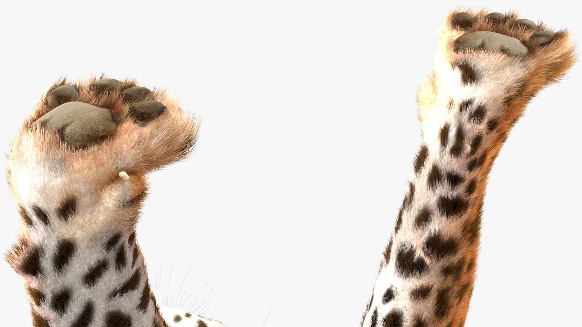3D Jaguar Walking Pose Fur model