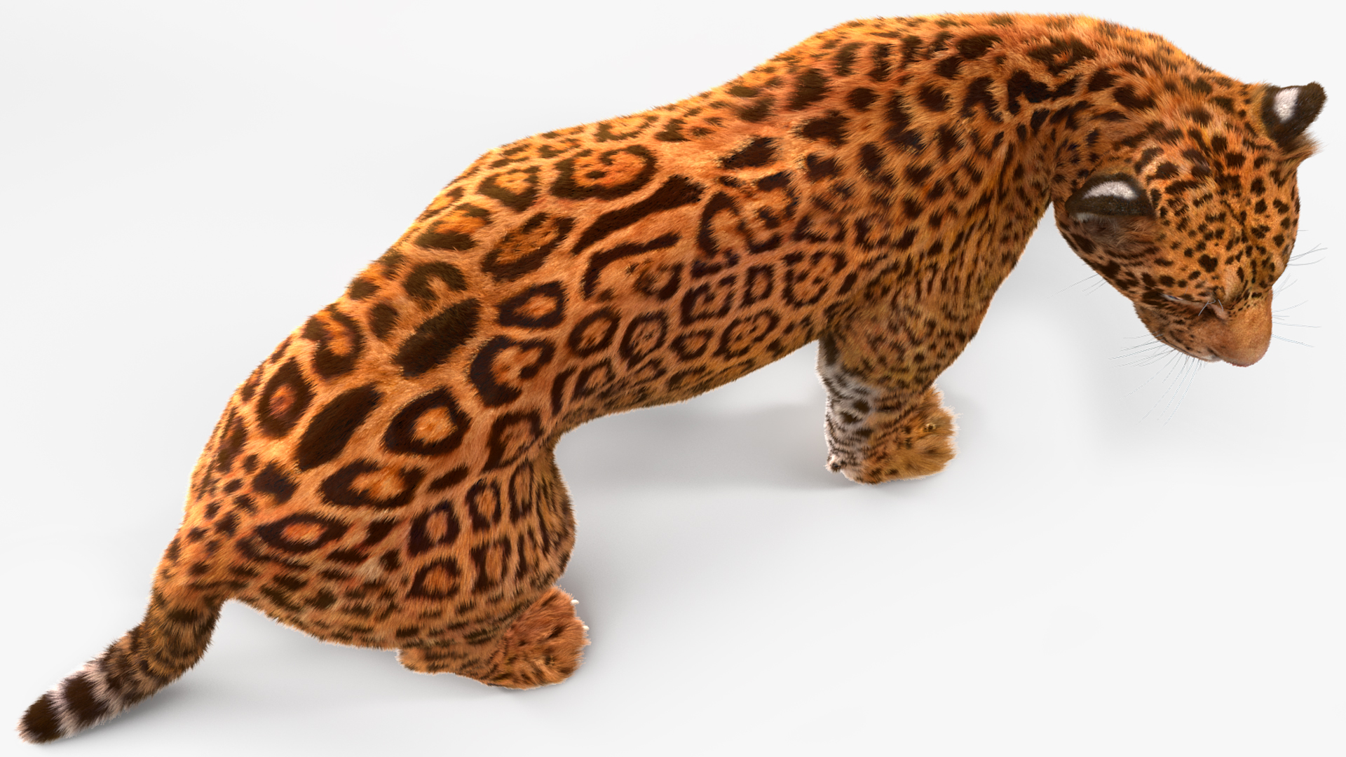 3D Jaguar Walking Pose Fur model