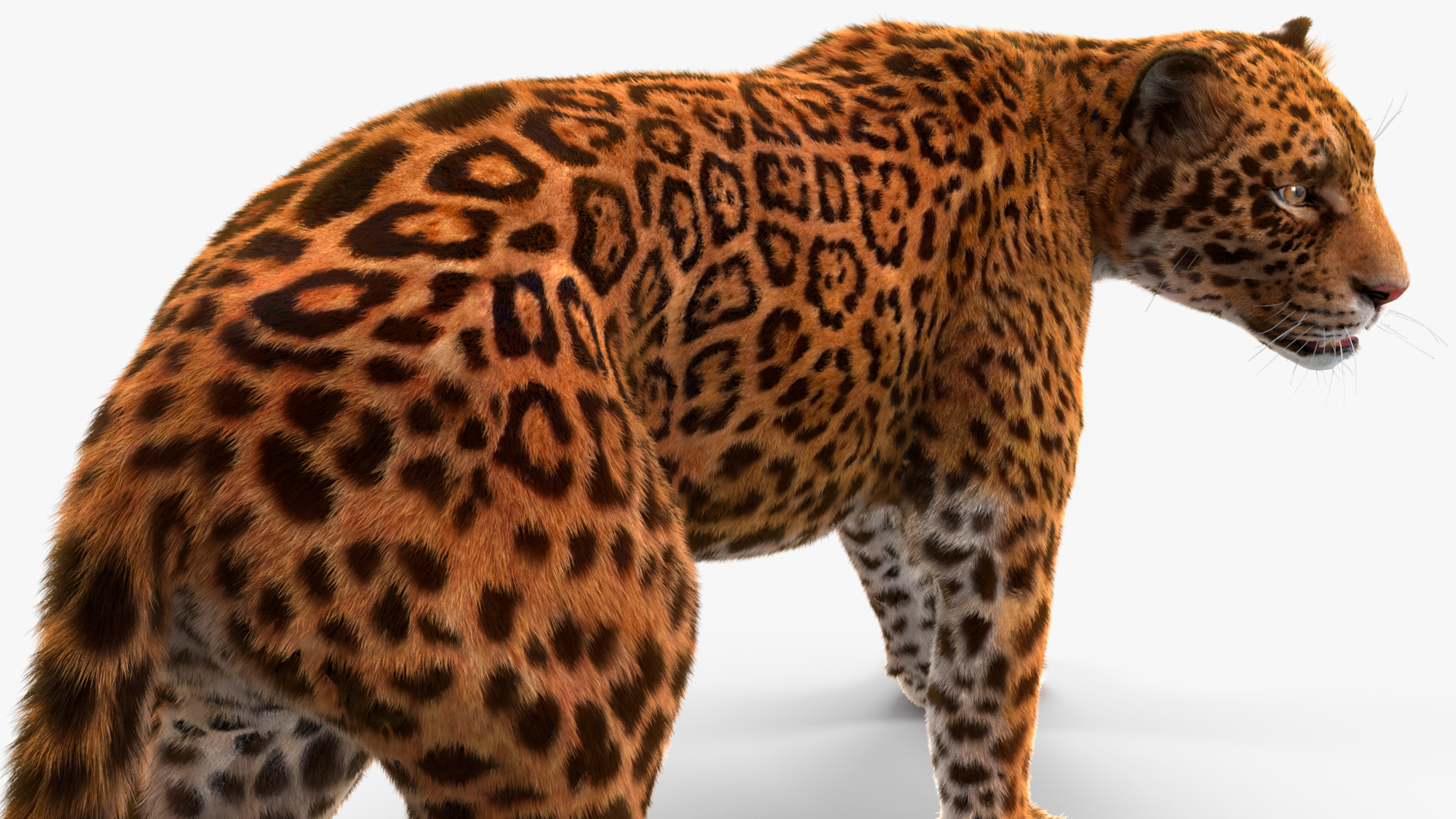 3D Jaguar Walking Pose Fur model