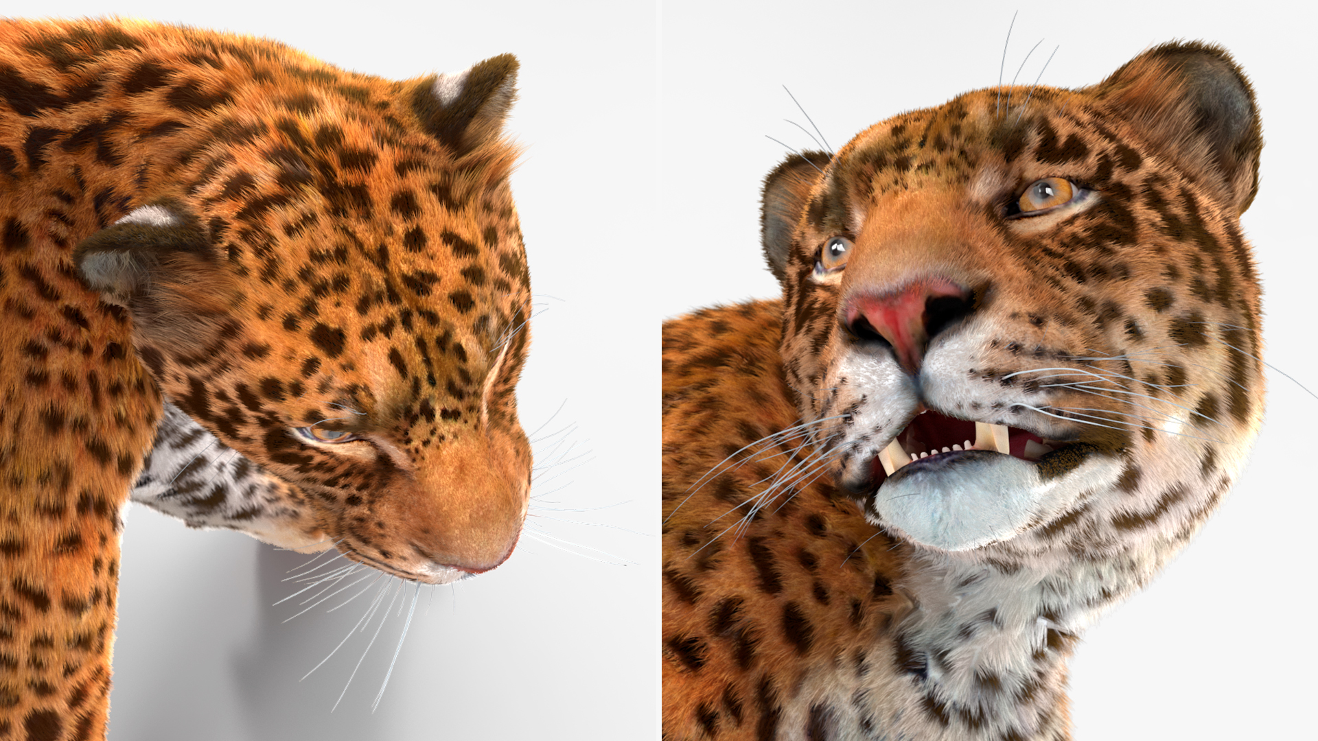 3D Jaguar Walking Pose Fur model