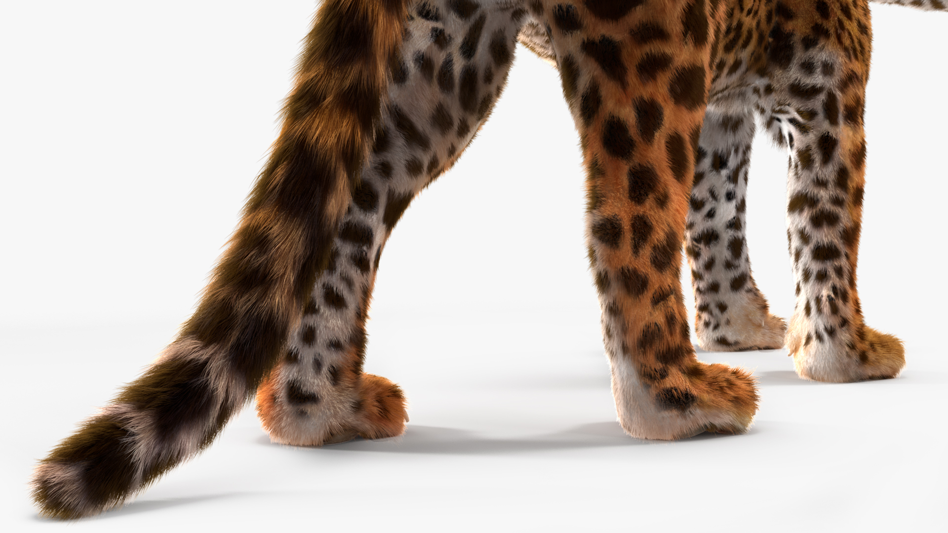 3D Jaguar Walking Pose Fur model