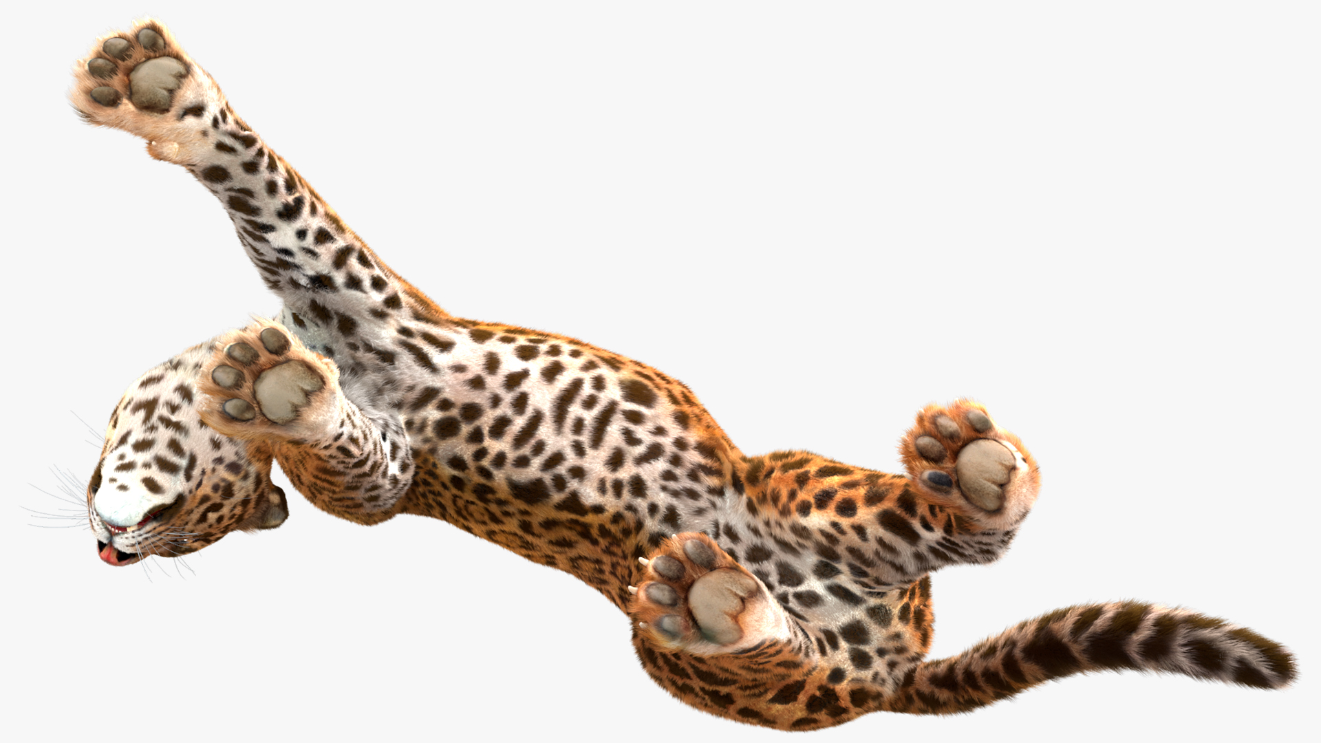 3D Jaguar Walking Pose Fur model