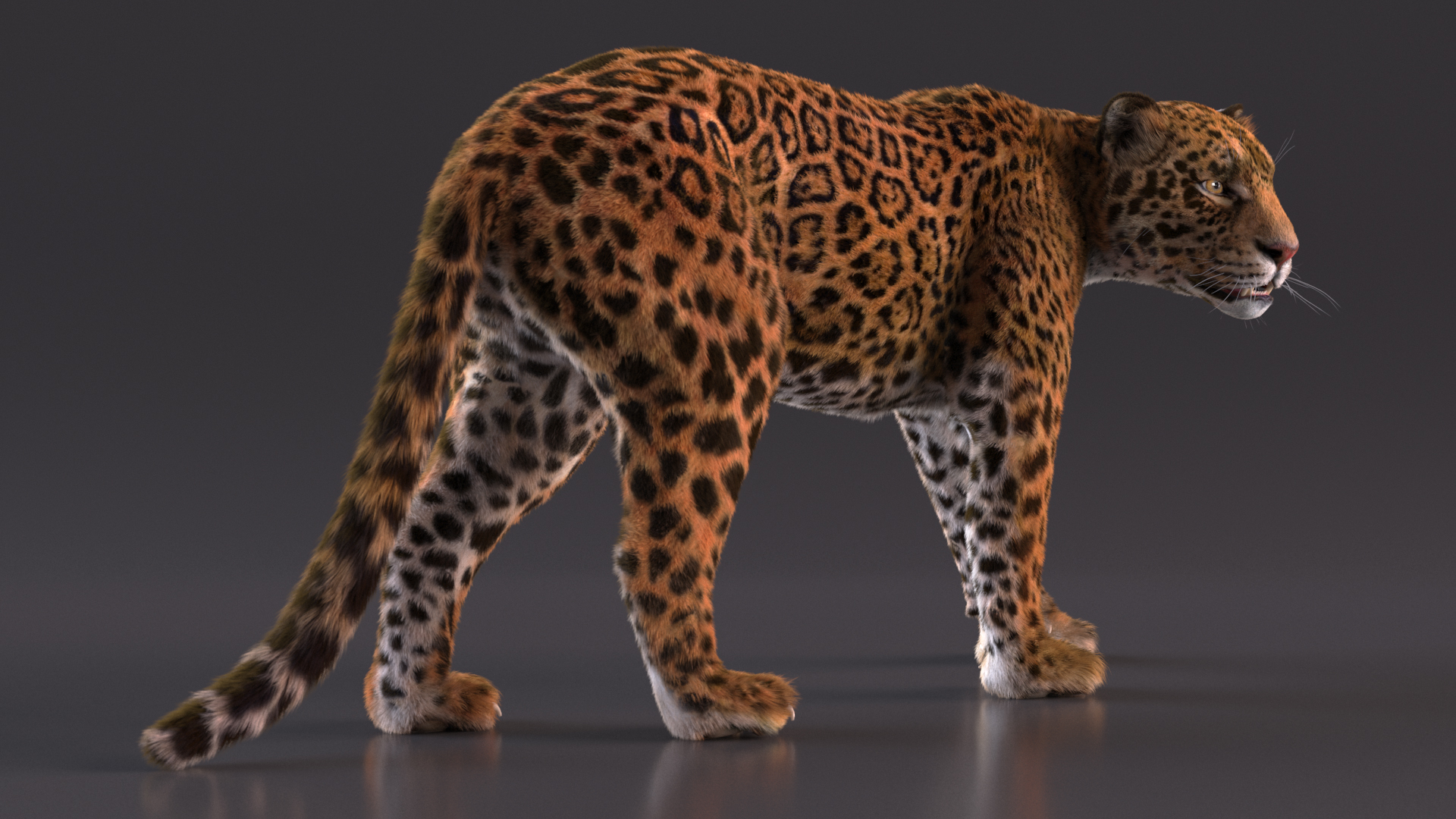 3D Jaguar Walking Pose Fur model