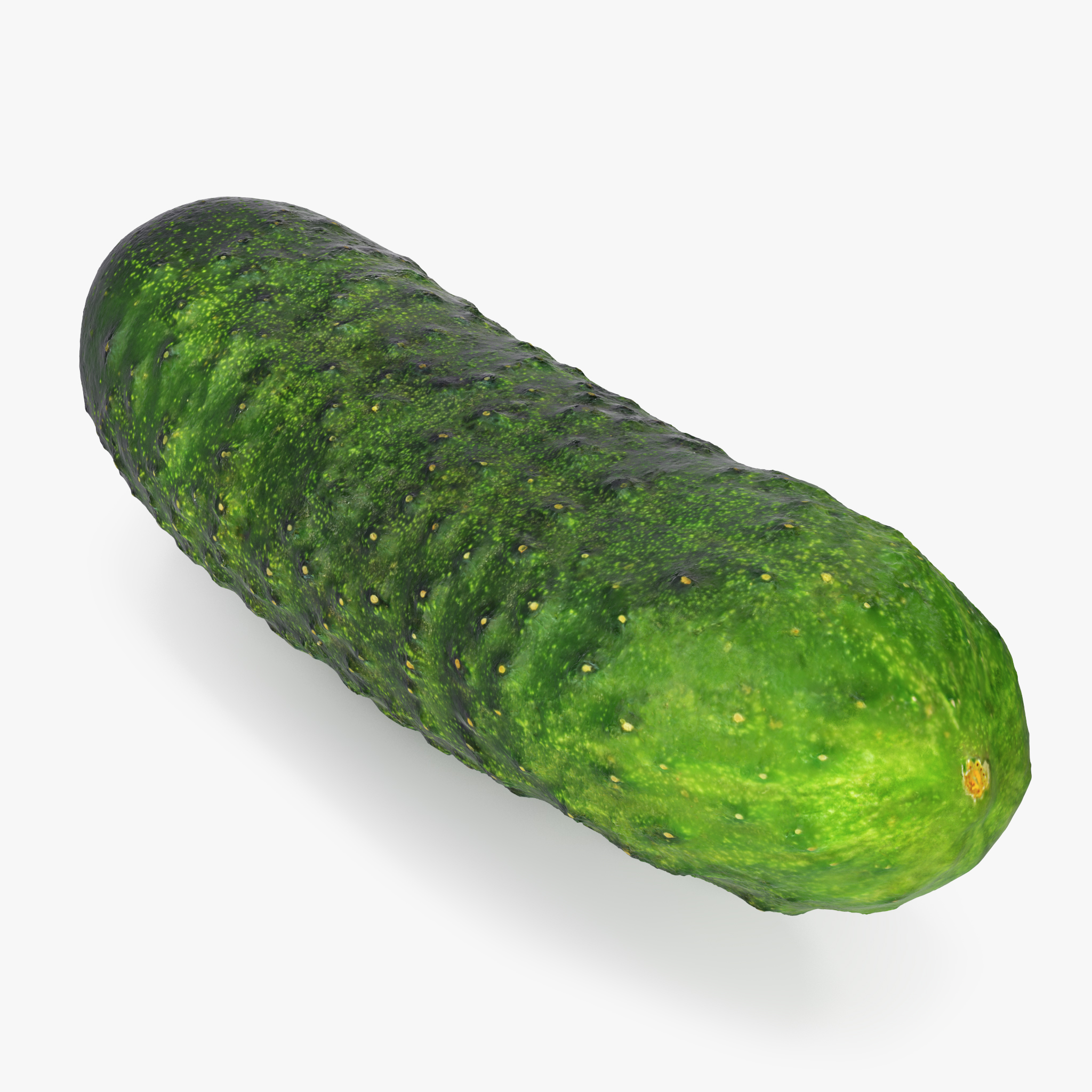 Cucumber 3D Model, view 3