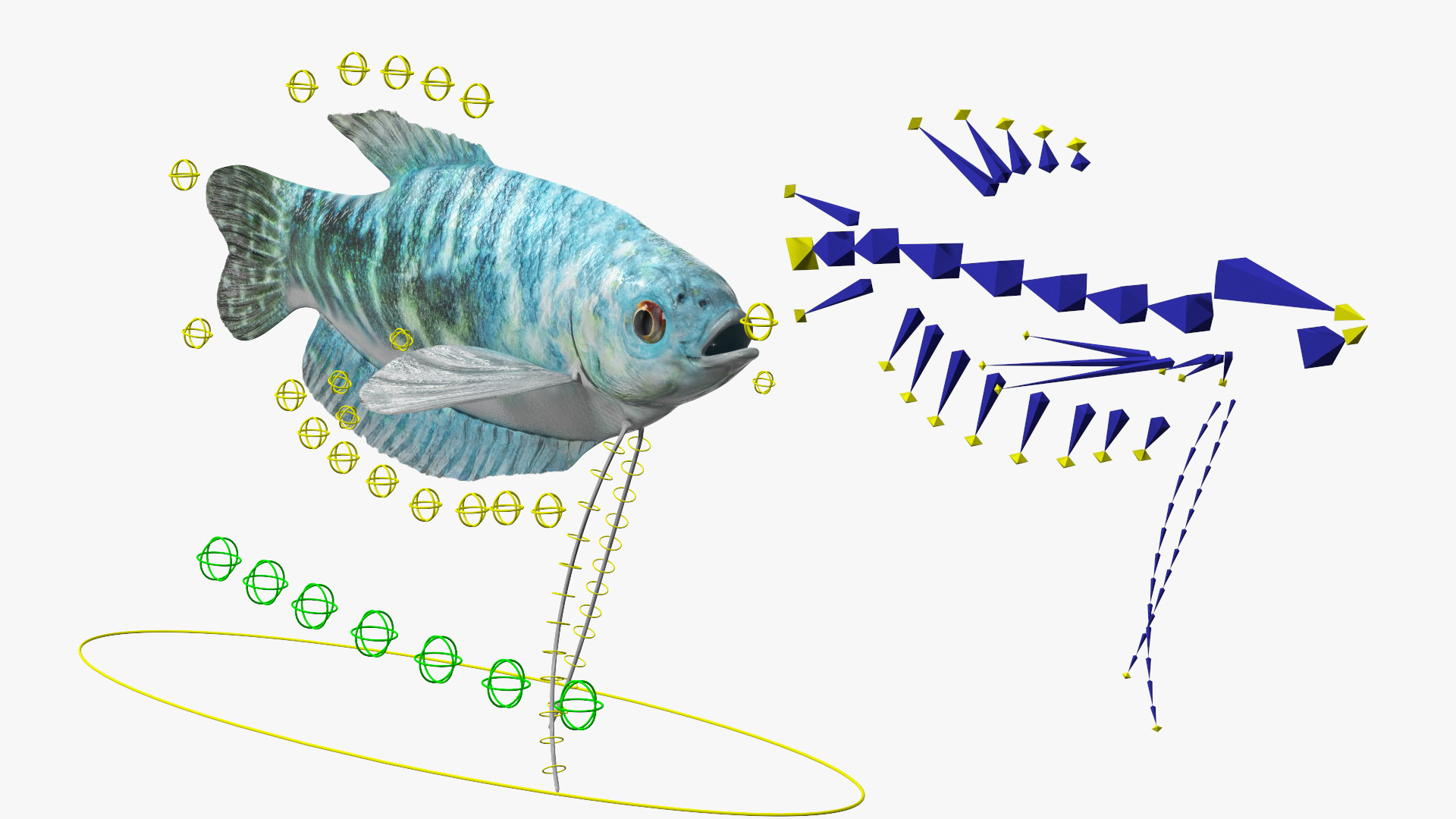 Blue Opaline Gourami Fish Rigged 3D