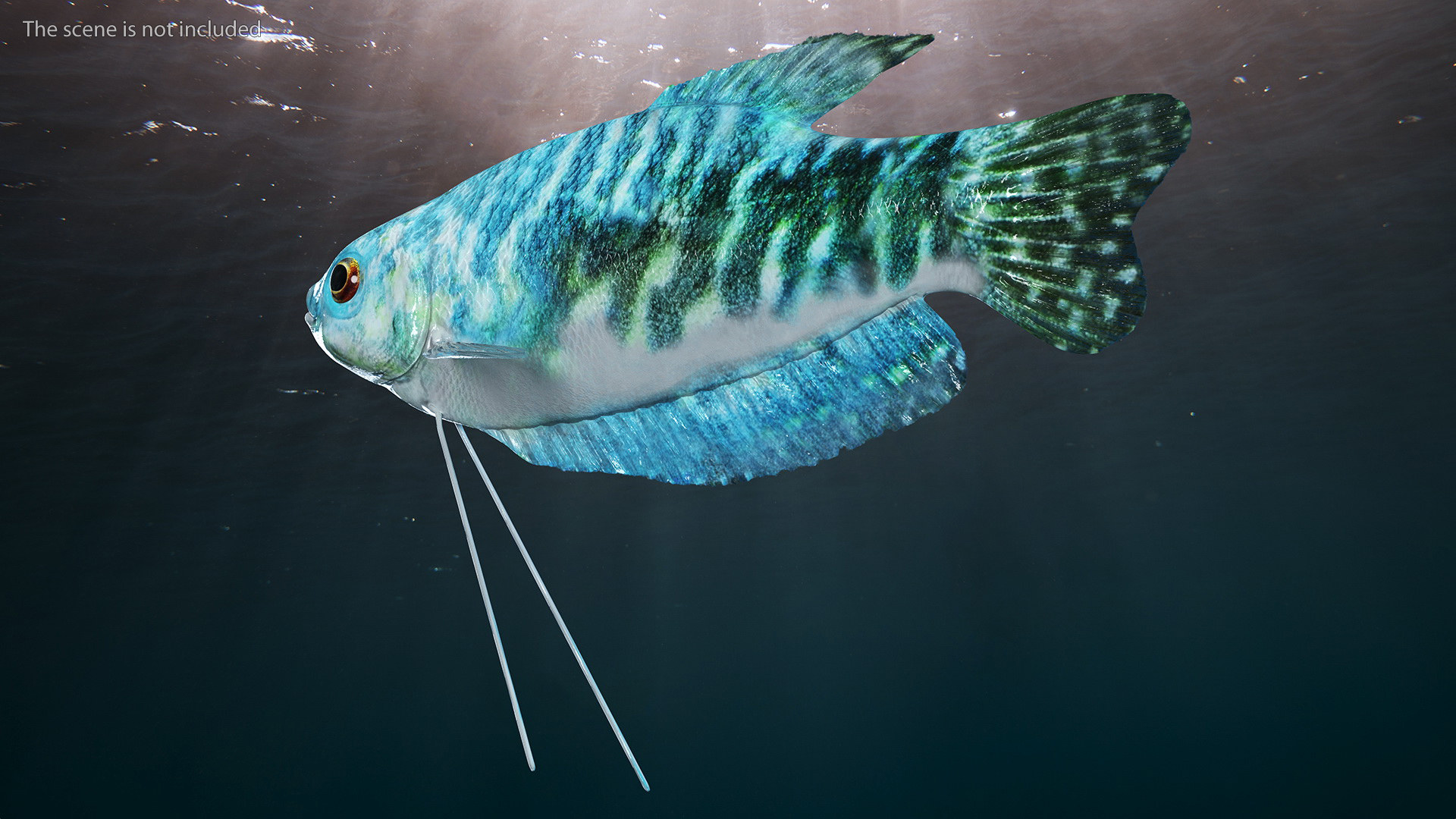 Blue Opaline Gourami Fish Rigged 3D