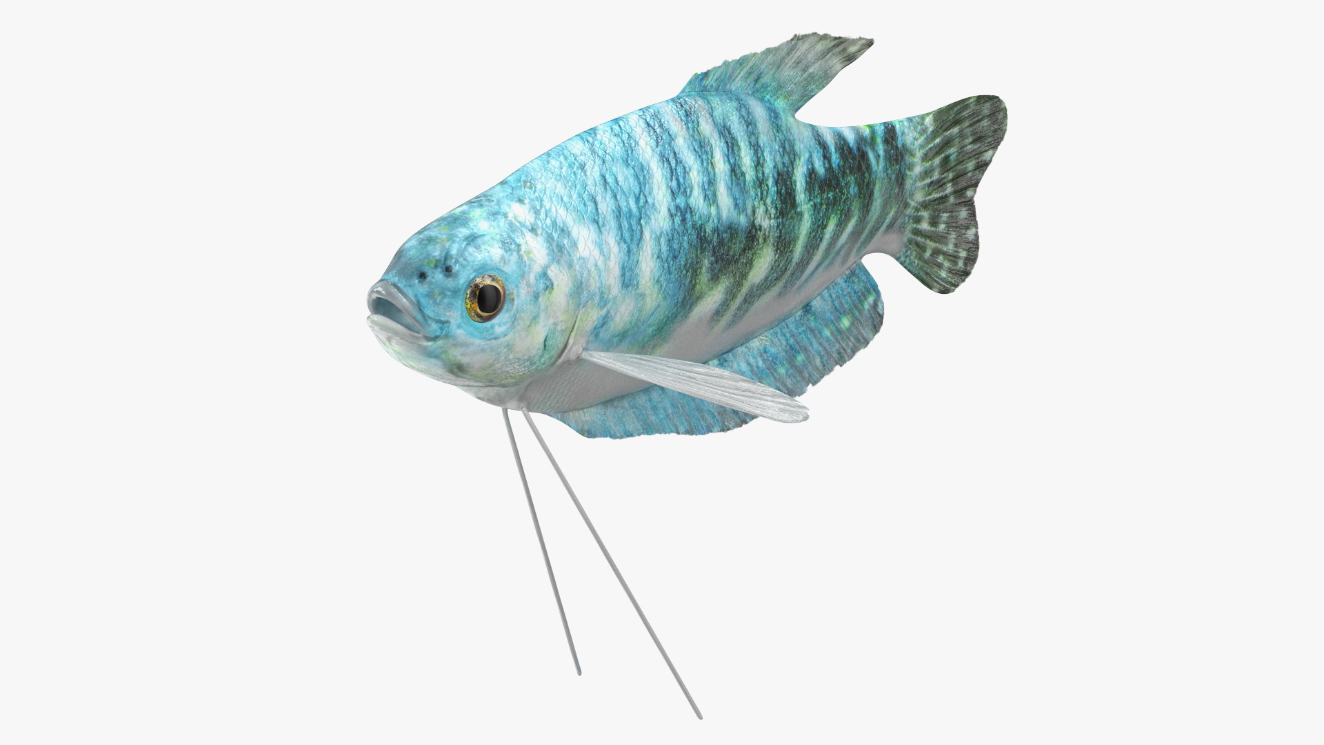 Blue Opaline Gourami Fish Rigged 3D