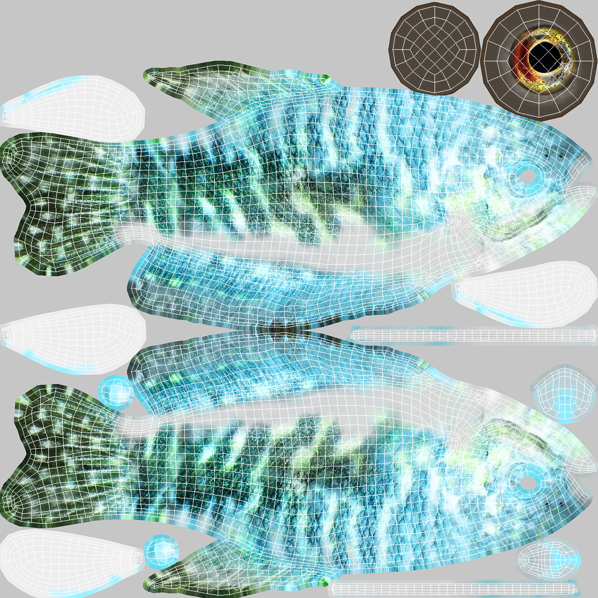 Blue Opaline Gourami Fish Rigged 3D