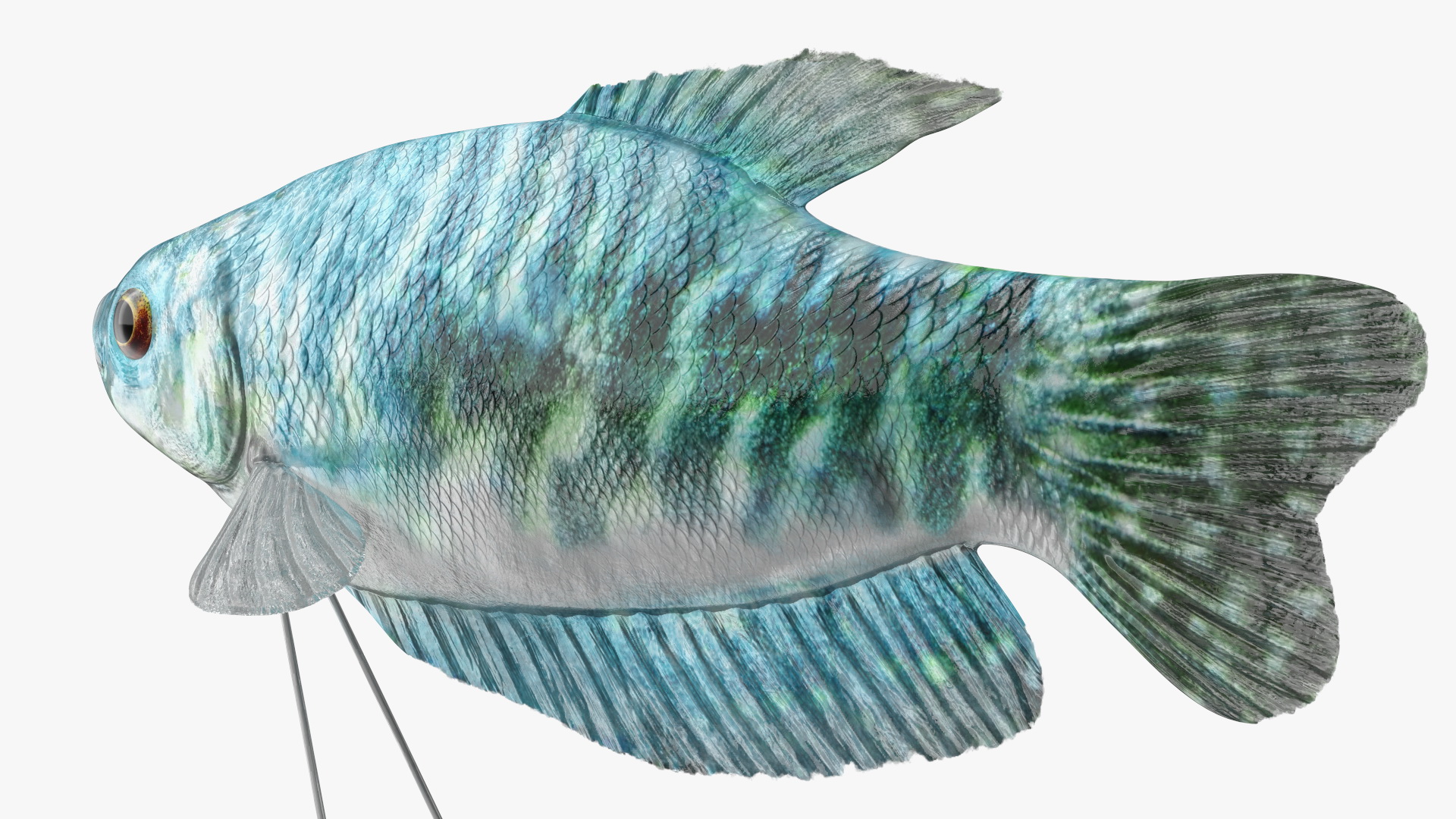 Blue Opaline Gourami Fish Rigged 3D