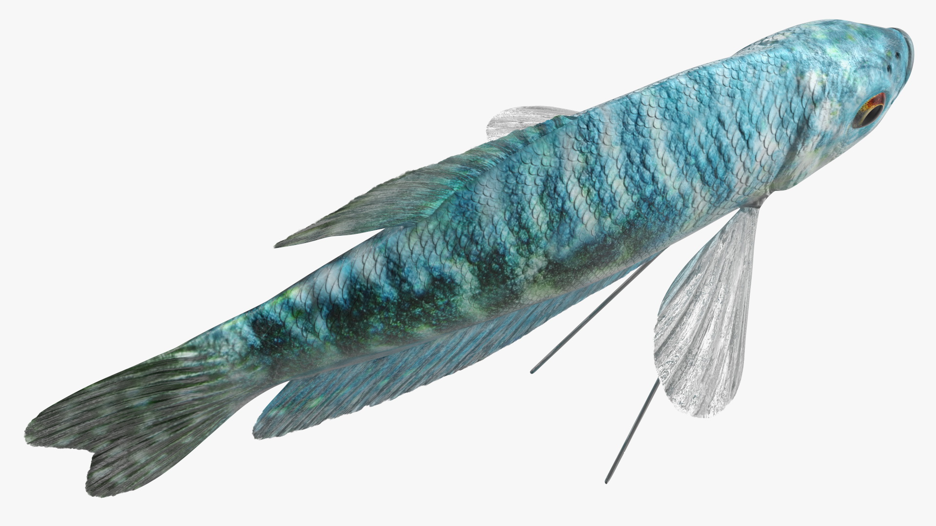 Blue Opaline Gourami Fish Rigged 3D