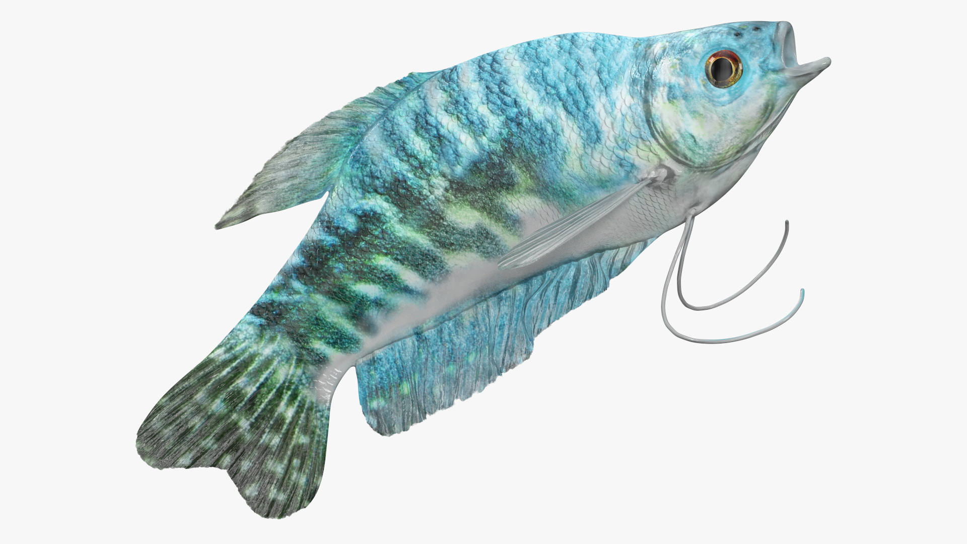 Blue Opaline Gourami Fish Rigged 3D